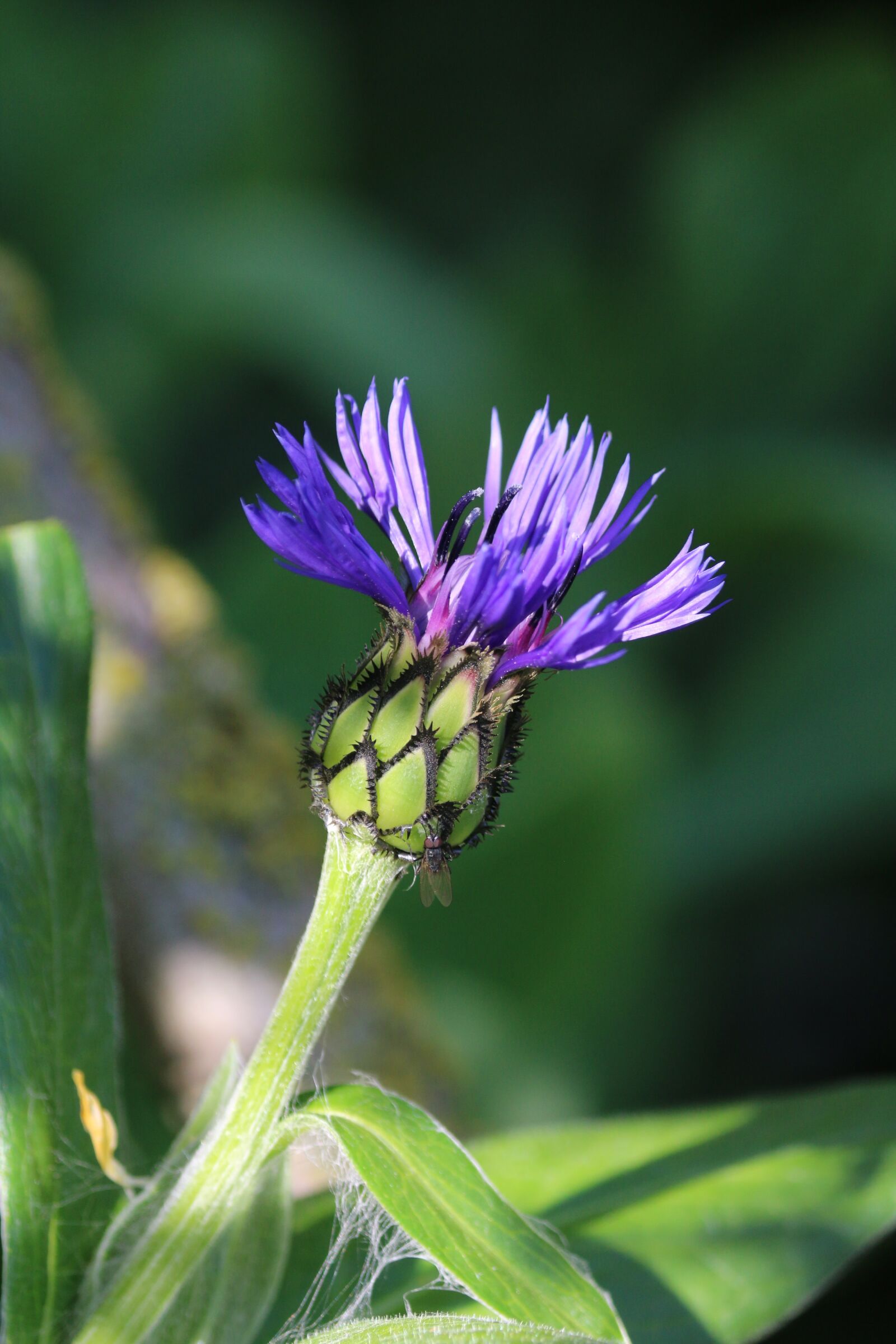 Canon EOS 70D sample photo. Knapweed, blue flower, wild photography