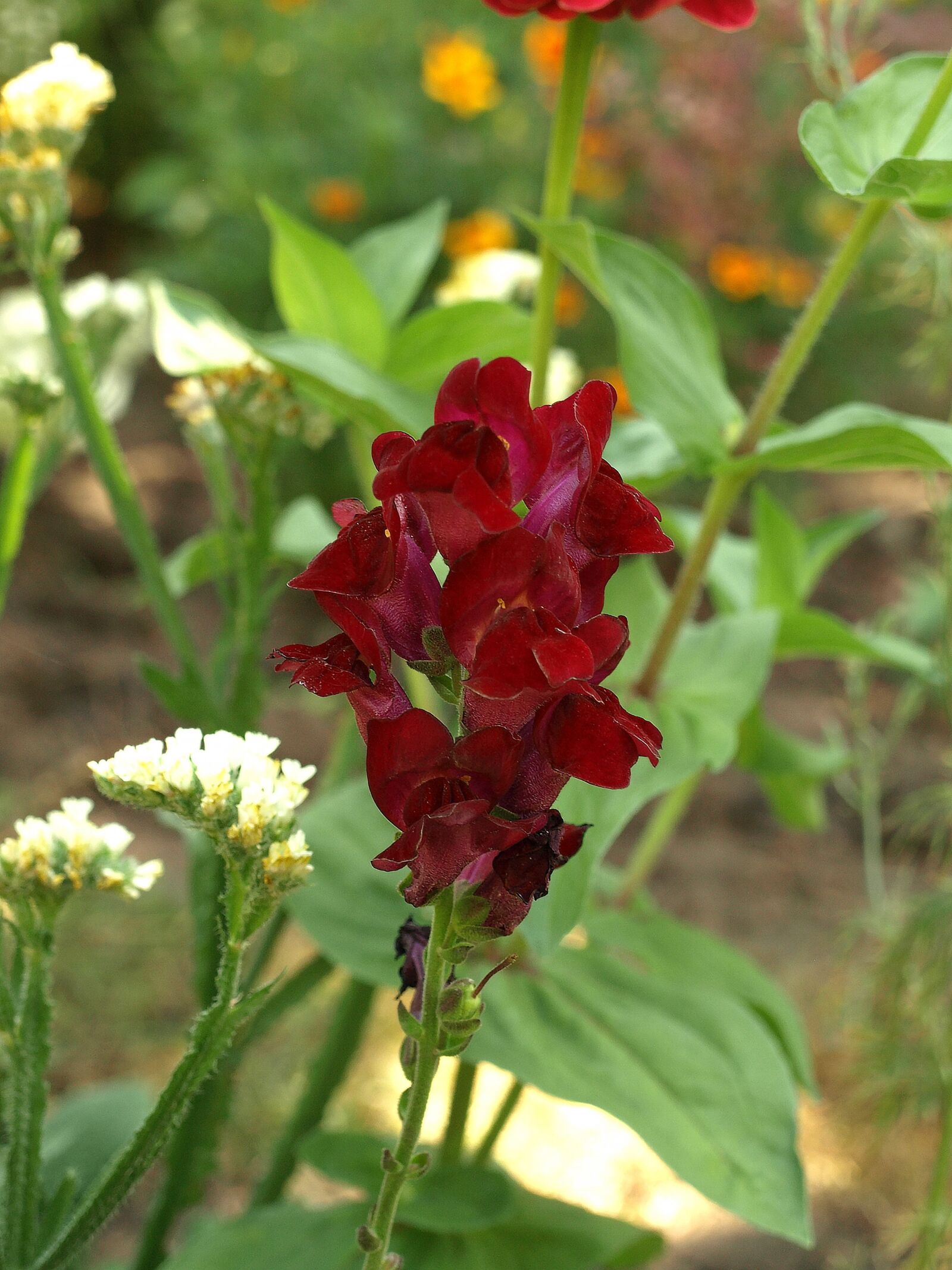 Olympus E-510 (EVOLT E-510) sample photo. Dwarf snapdragon, antirrhinum majus photography