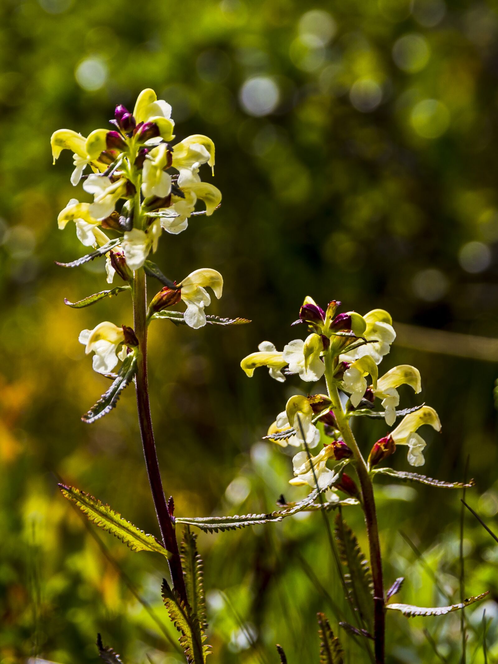Canon EOS 7D sample photo. Flower, the nature of photography