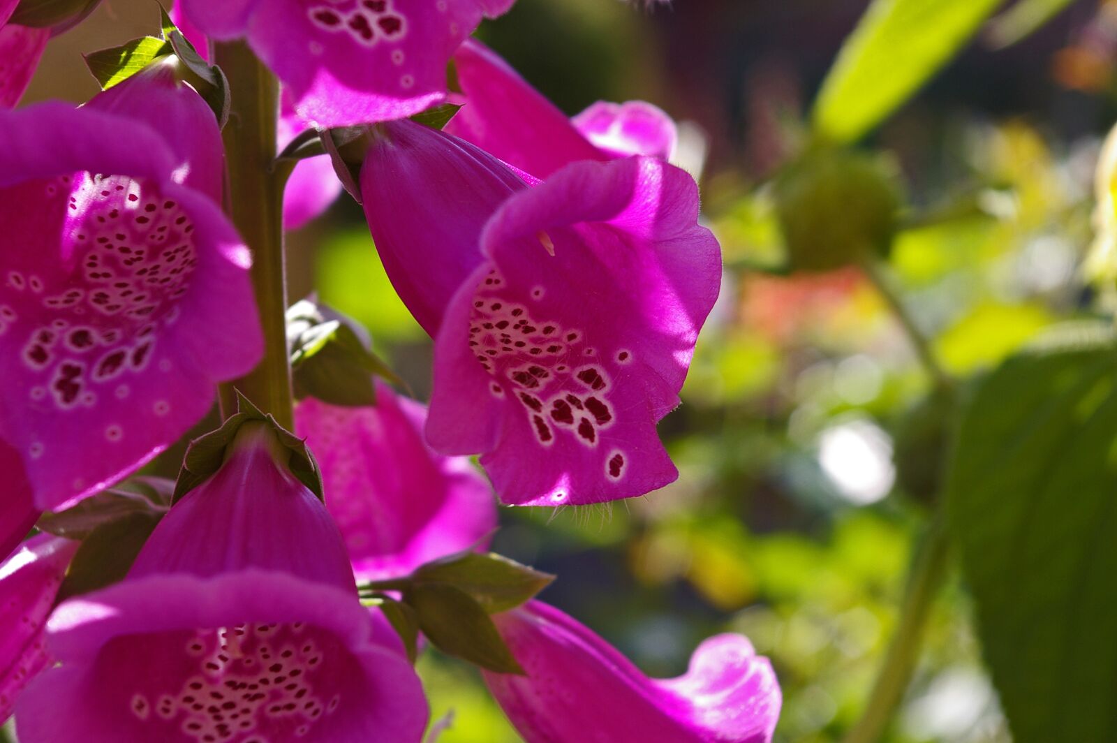 Pentax *ist DL2 sample photo. Thimble, plant, pink photography