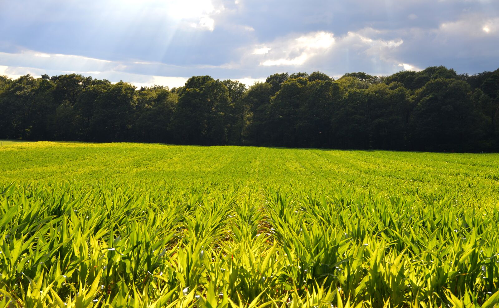 Nikon D3200 sample photo. Corn fields, reported, monoculture photography