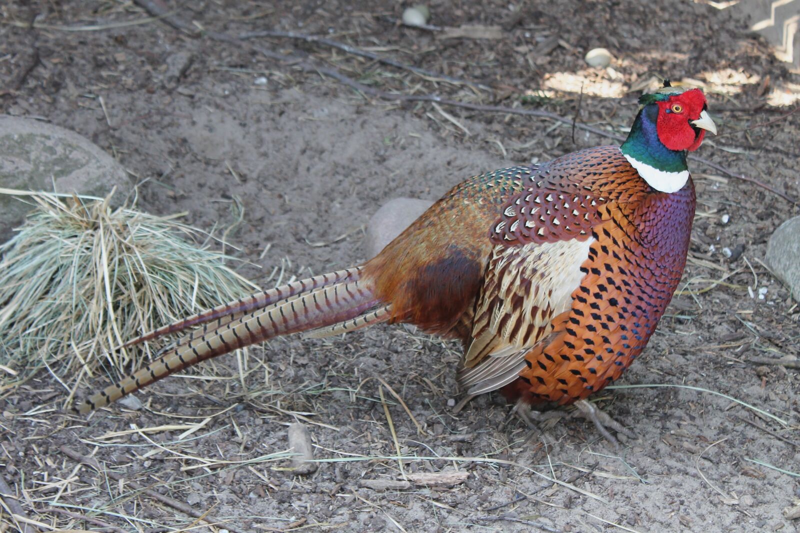 Canon EOS 1100D (EOS Rebel T3 / EOS Kiss X50) sample photo. Pheasant, bird, plumage photography