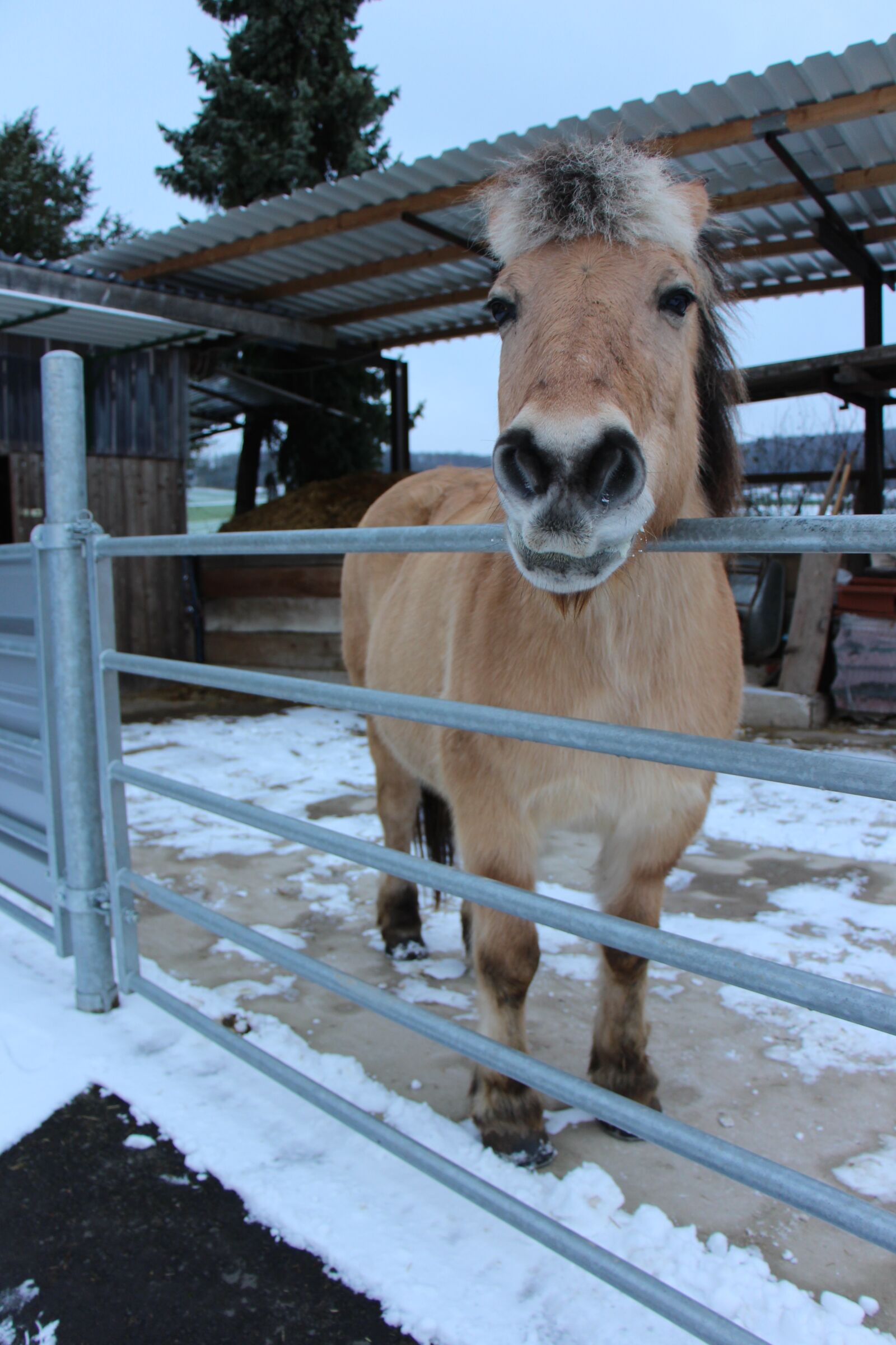 Canon EOS 700D (EOS Rebel T5i / EOS Kiss X7i) sample photo. Horse, animal, brown photography