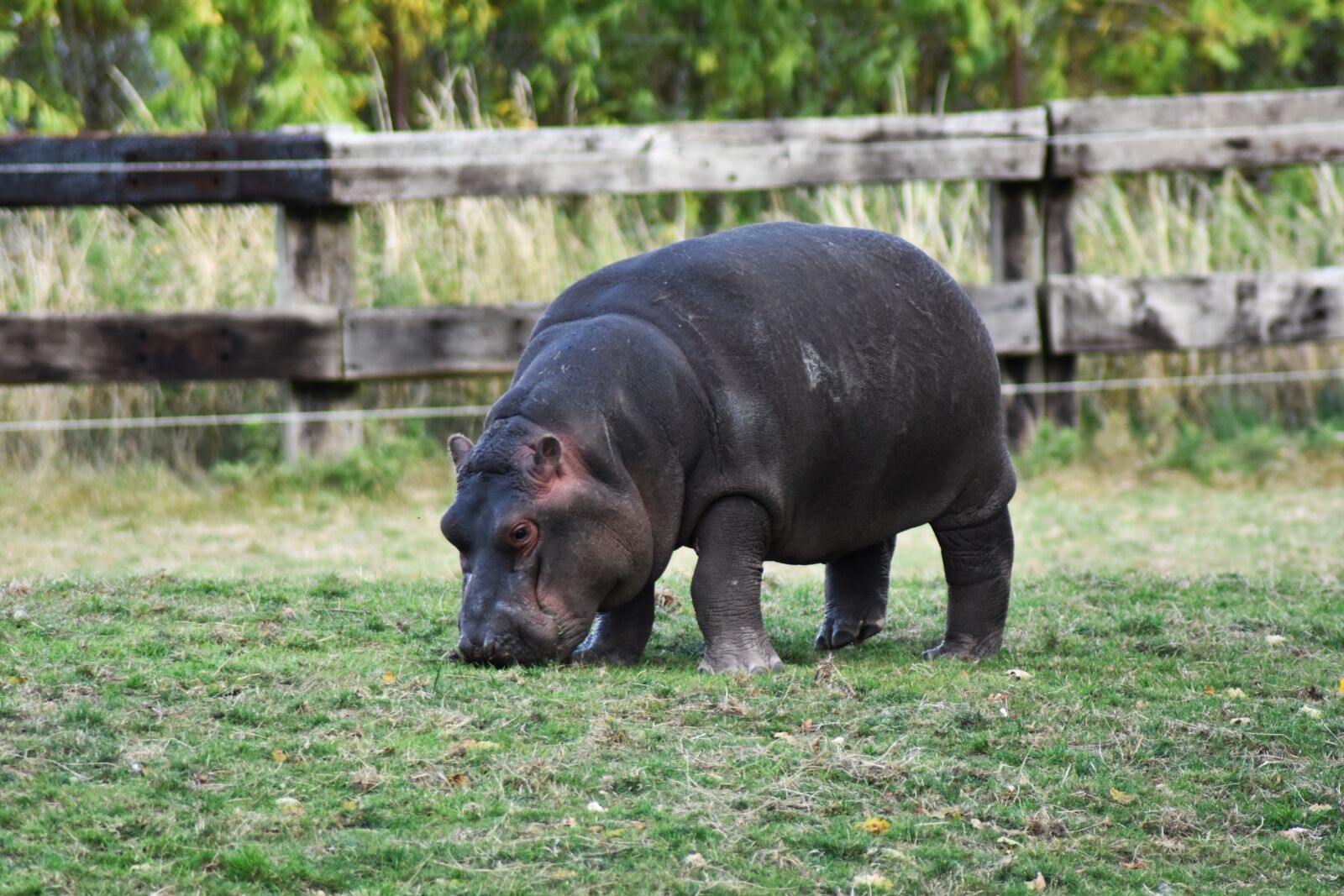Nikon D3400 sample photo. Hippo, hippopotamus, africa photography