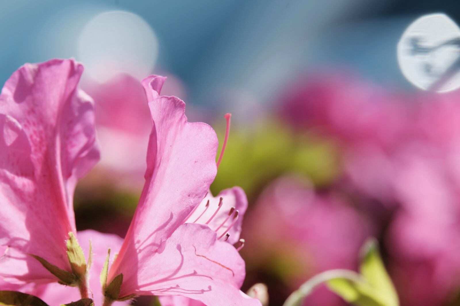 Fujifilm XF 55-200mm F3.5-4.8 R LM OIS sample photo. Azalea, flower, pink photography