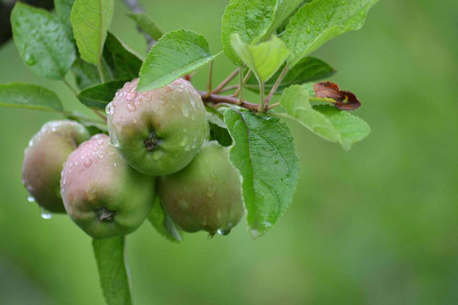 Nikon D3100 sample photo. Several, green, apple photography