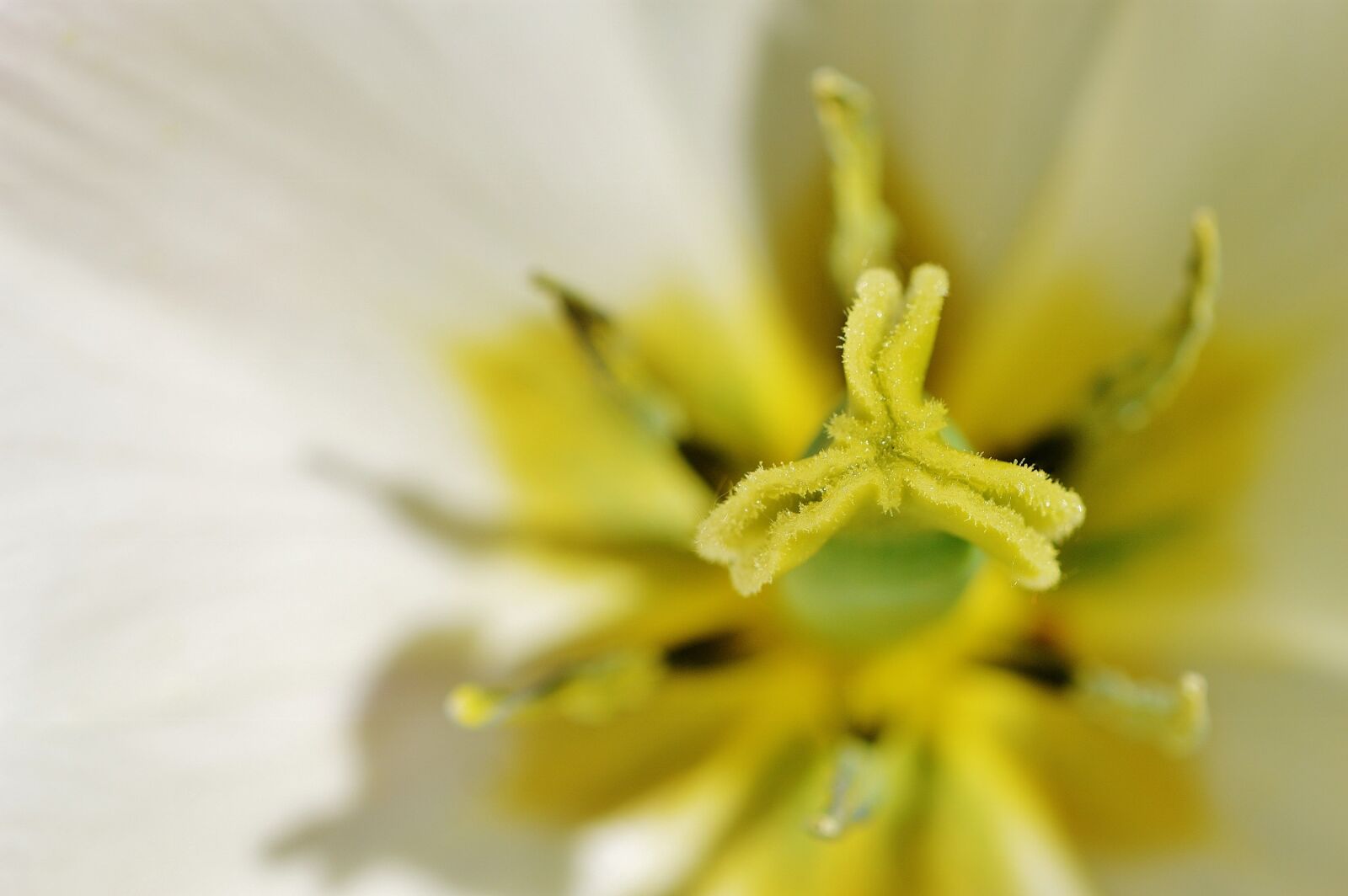 Nikon D3200 sample photo. Tulip, close up, white photography