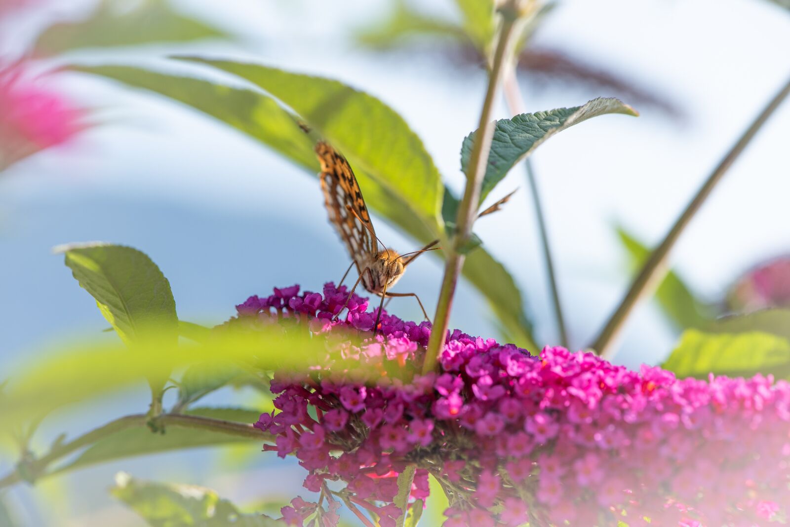 Nikon D750 sample photo. Butterfly, nature, animal world photography