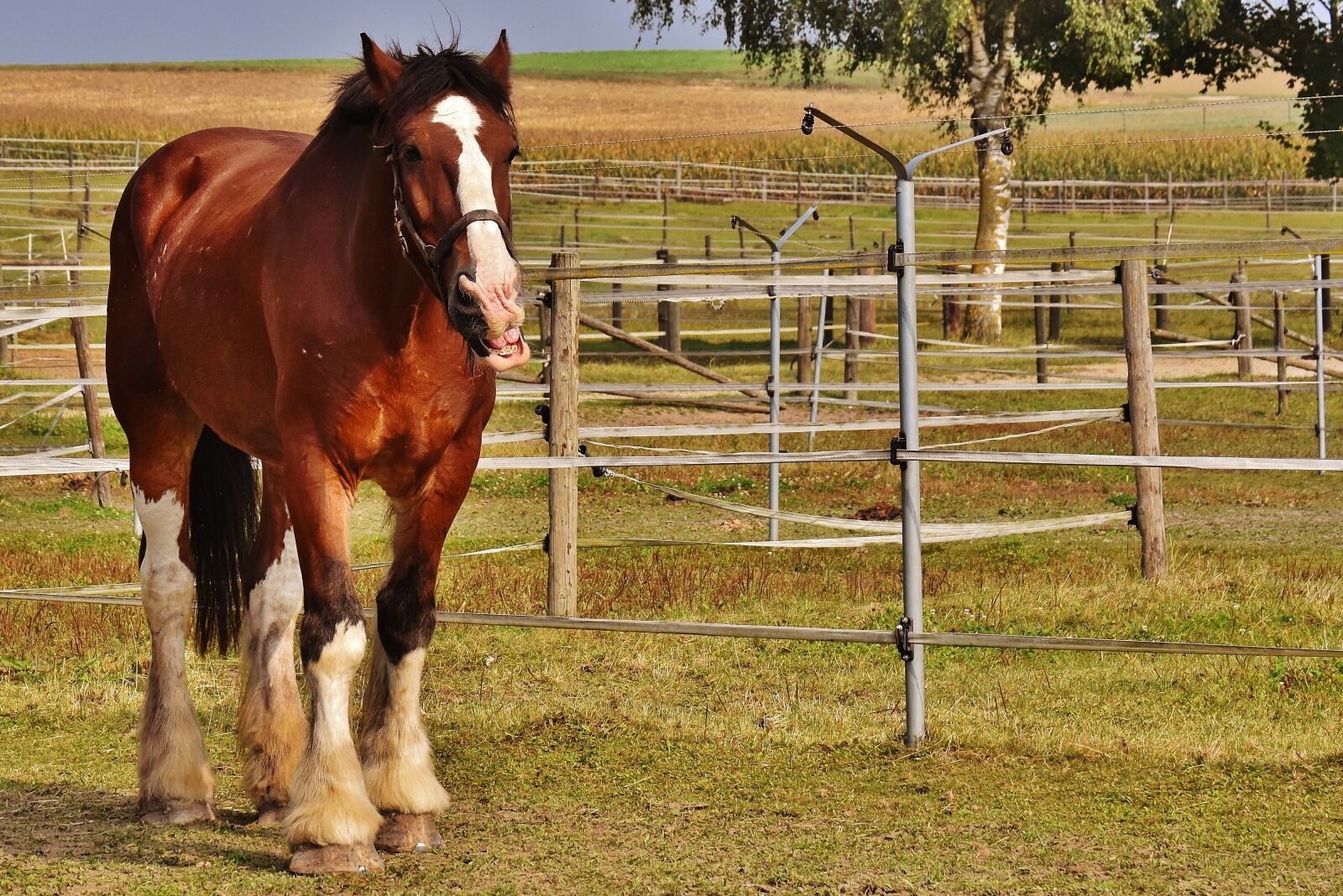 Nikon D7200 sample photo. Shire horse, horse, big photography