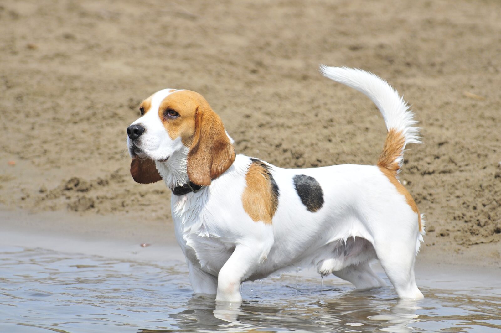 Nikon D300 sample photo. Dog, animals, pets photography
