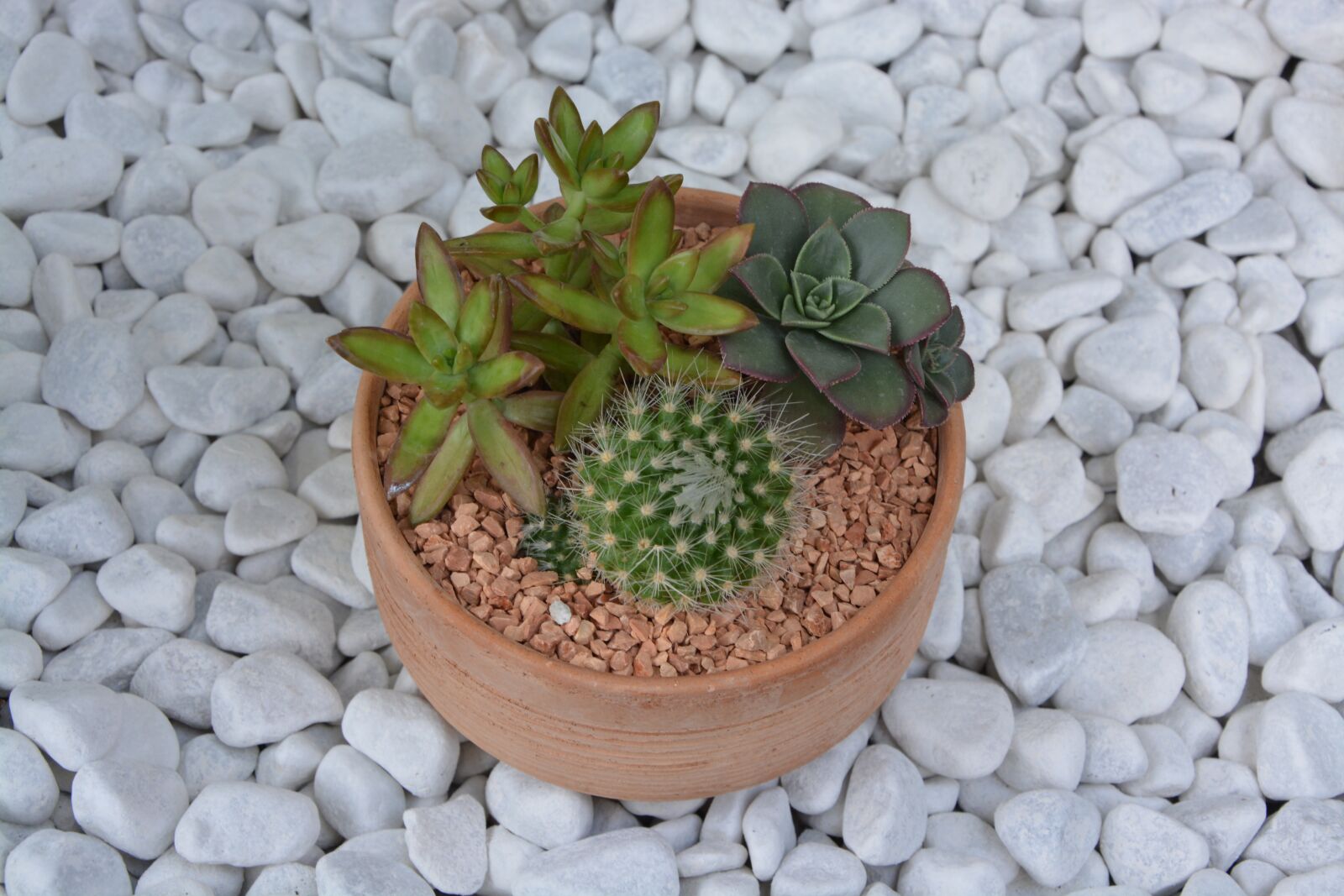 Nikon D5200 sample photo. Cactus, cacti, composition photography