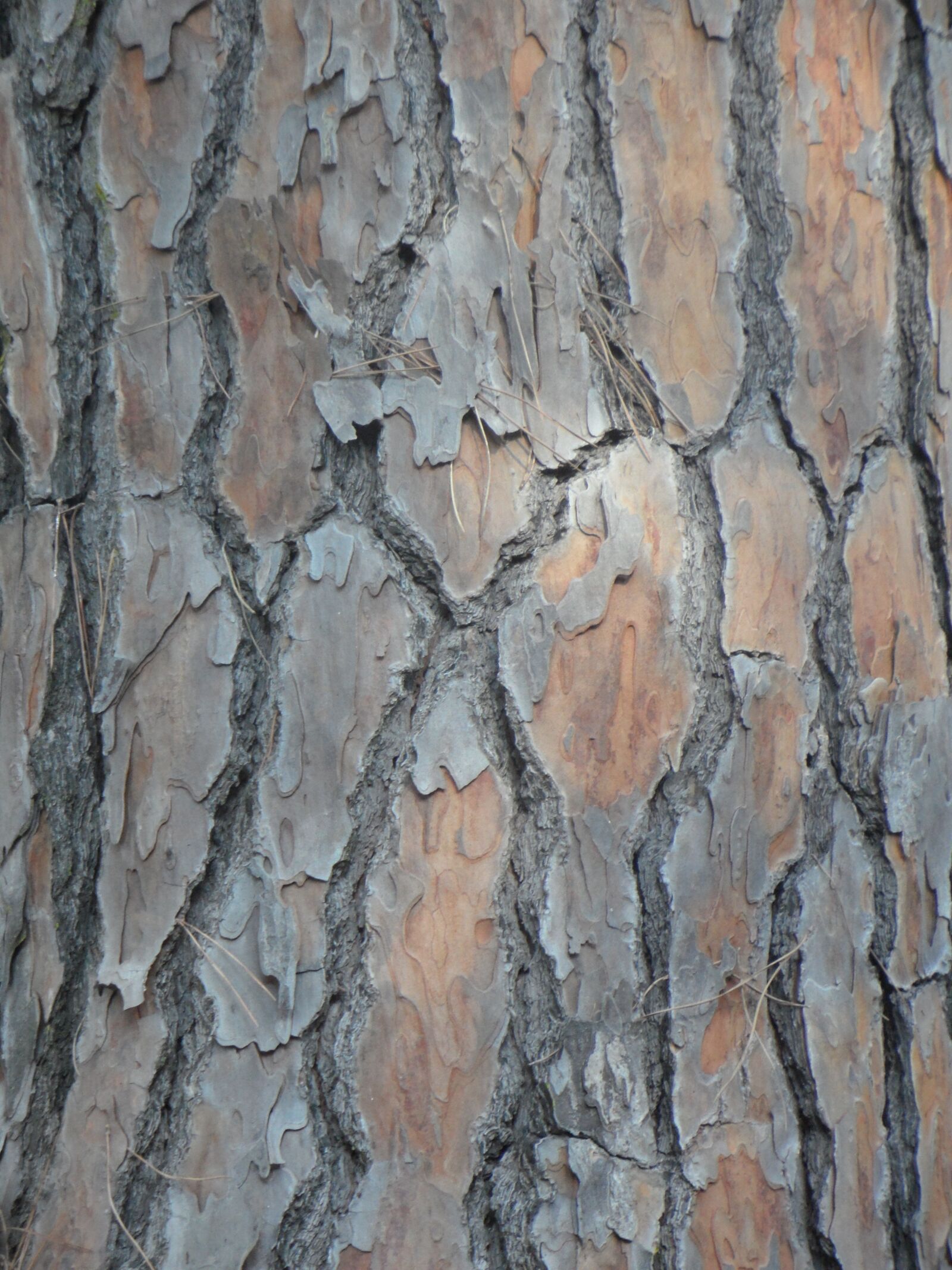 Samsung VLUU WB210, SAMSUNG WB210 sample photo. Pine, bark, tribe photography