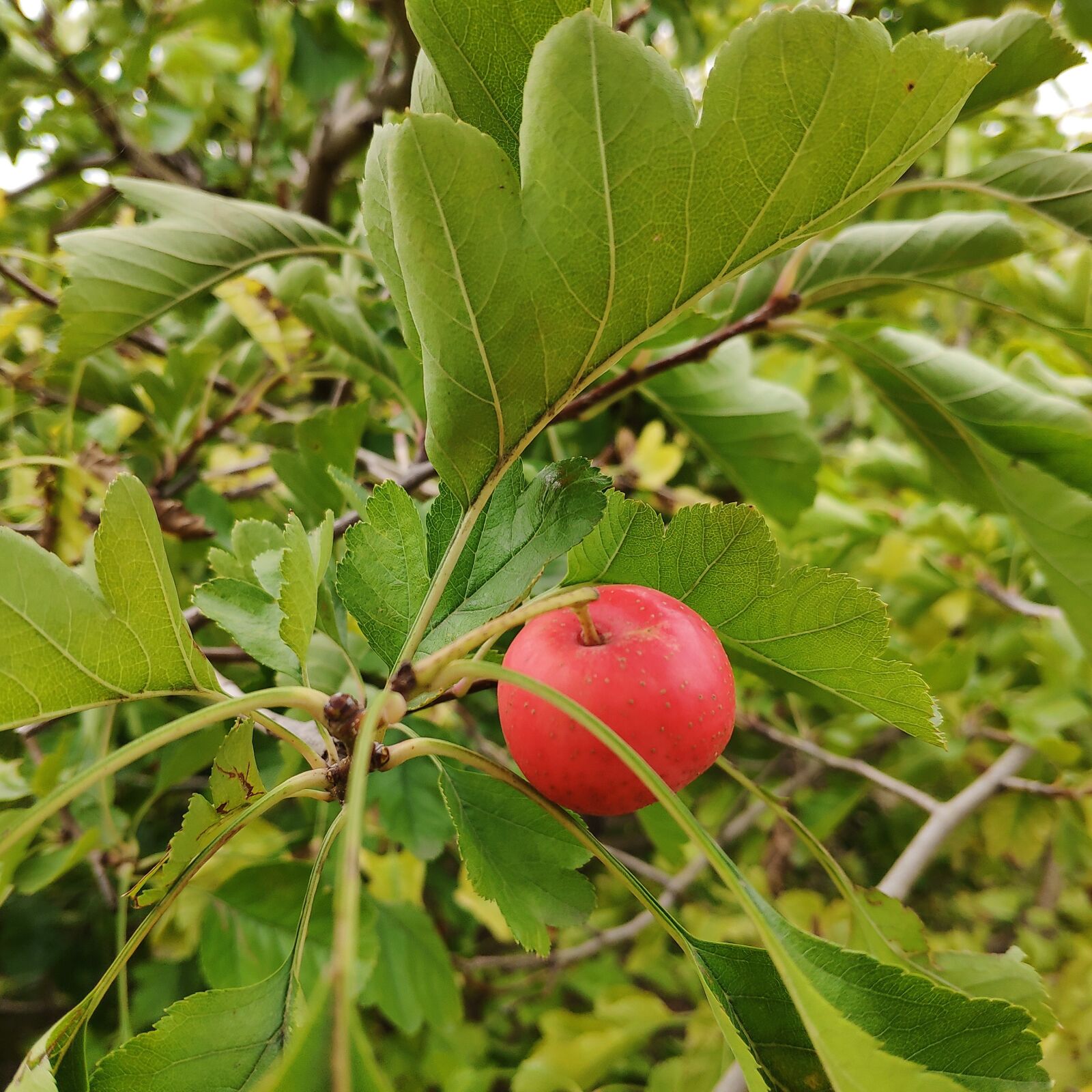 Xiaomi MI 8 sample photo. Hawthorn, fruit, hawthorn tree photography