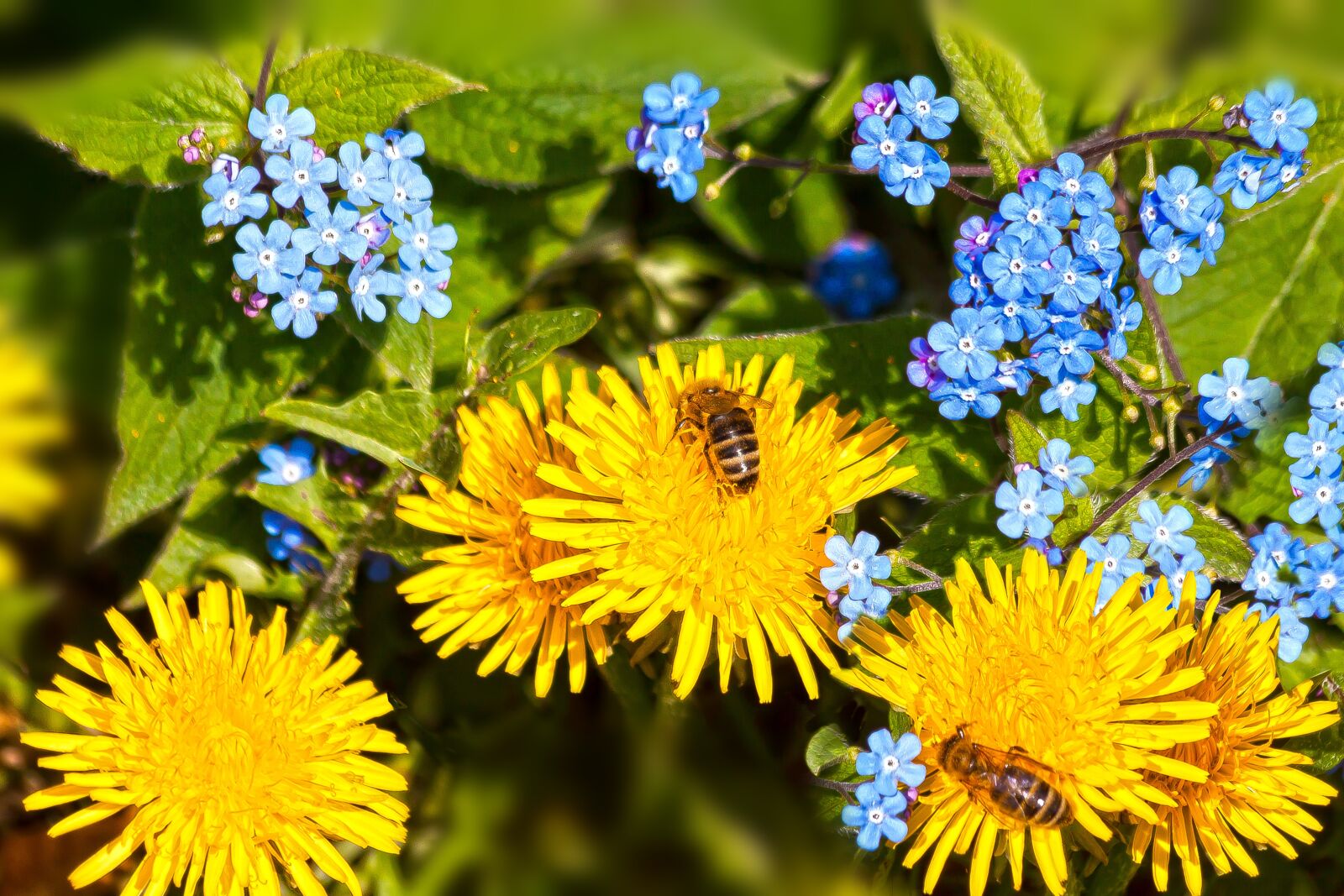 Canon EOS 50D + Canon EF 70-300mm F4-5.6 IS USM sample photo. Dandelion, forget me not photography