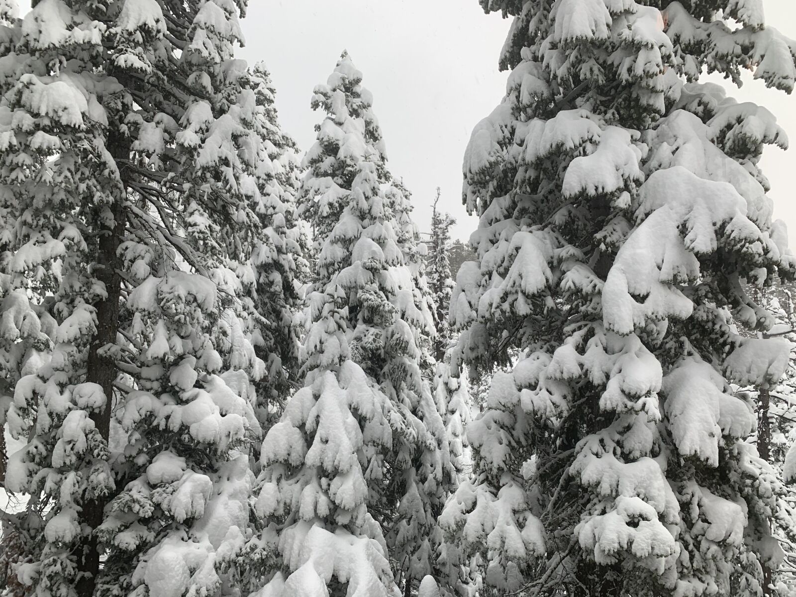 iPhone XS back dual camera 4.25mm f/1.8 sample photo. Winter, snow, redwoods photography