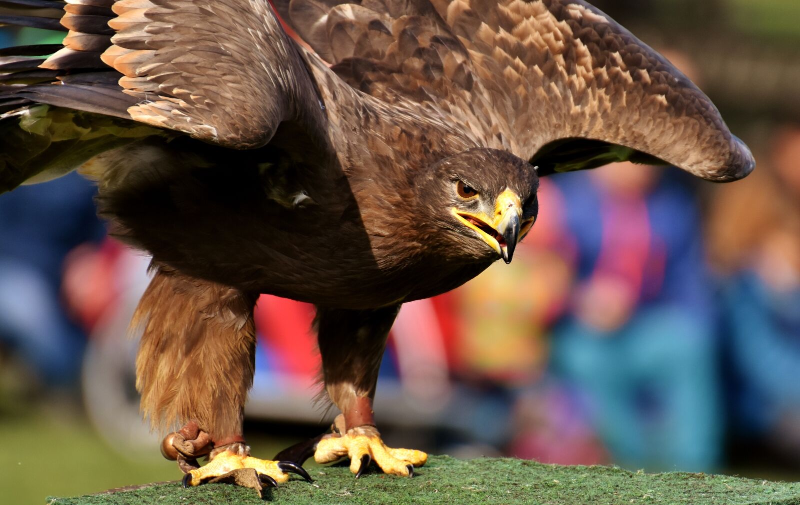 Nikon D7200 sample photo. Adler, raptor, bird of photography