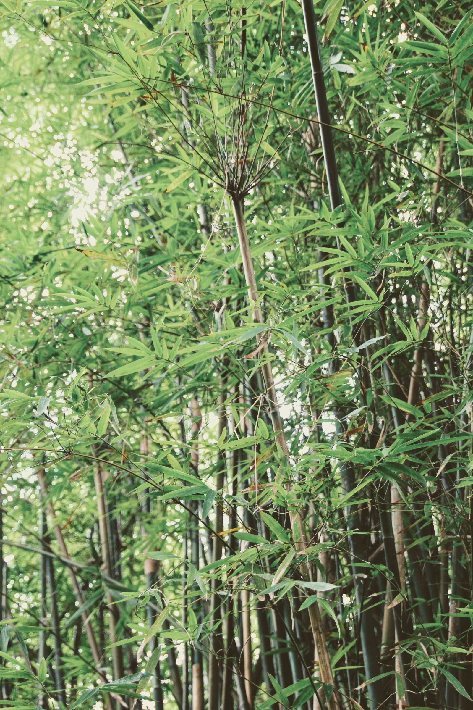 Canon EOS 600D (Rebel EOS T3i / EOS Kiss X5) sample photo. Bamboo, green, chinese photography