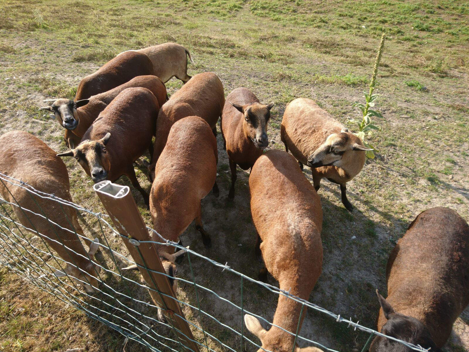 Sony Xperia X Compact sample photo. Goats, brown goats, animals photography