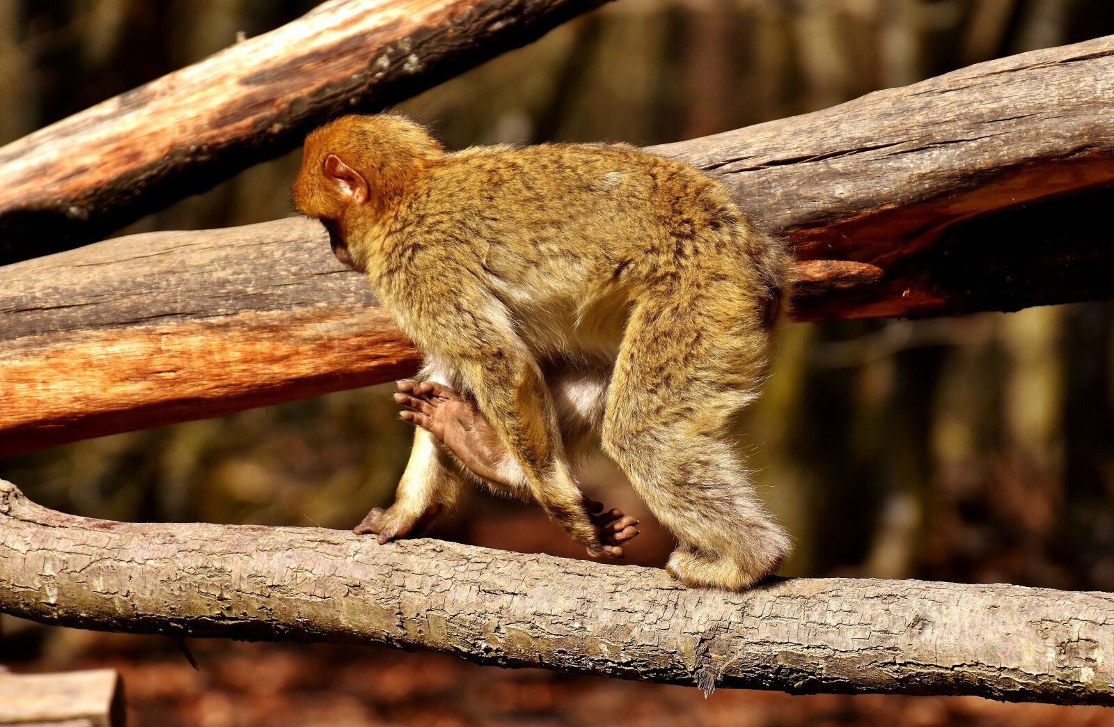 Nikon D7200 sample photo. Barbary ape, play, cute photography