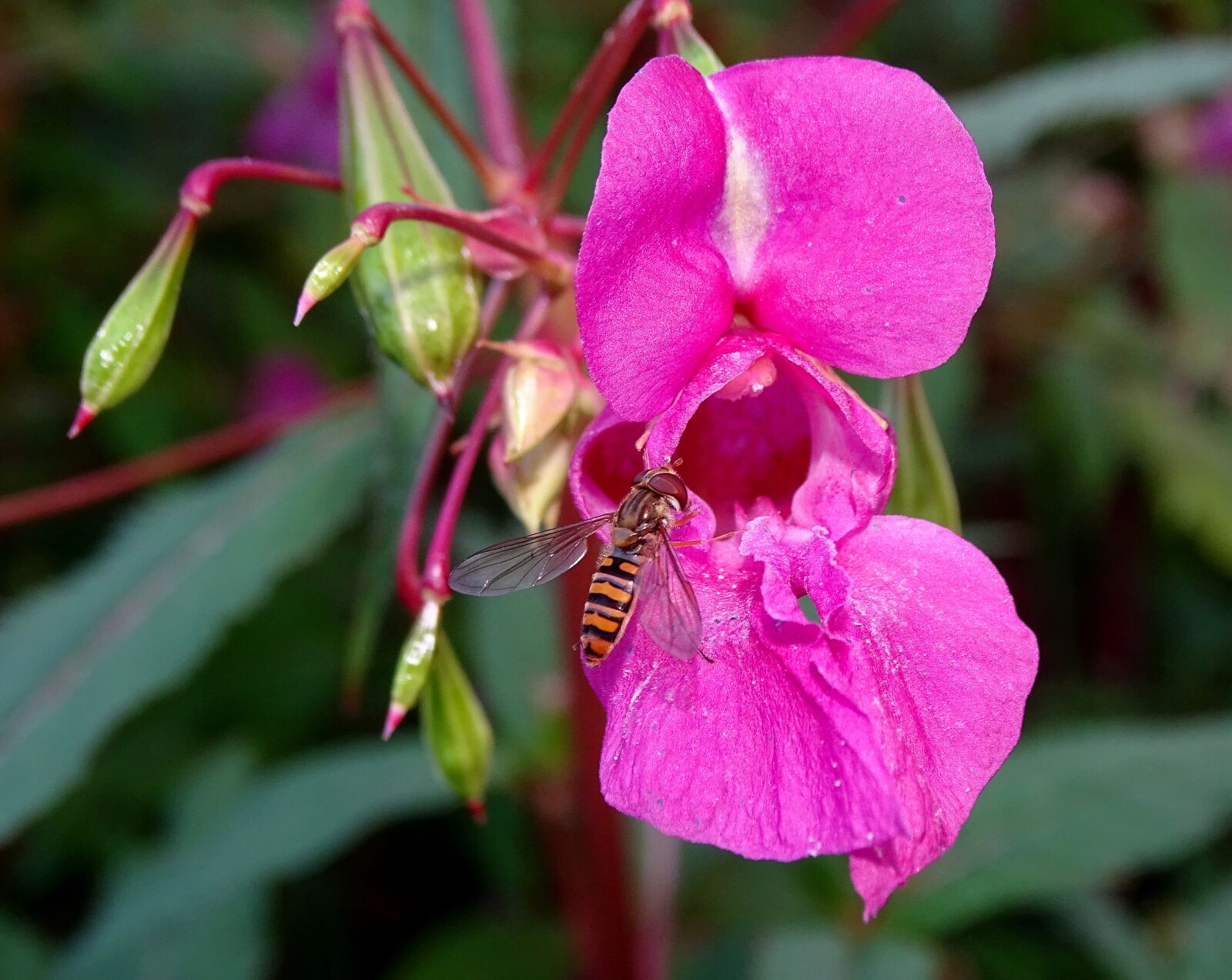 Sony Cyber-shot DSC-HX400V sample photo. Balsam, hover bee, flower photography