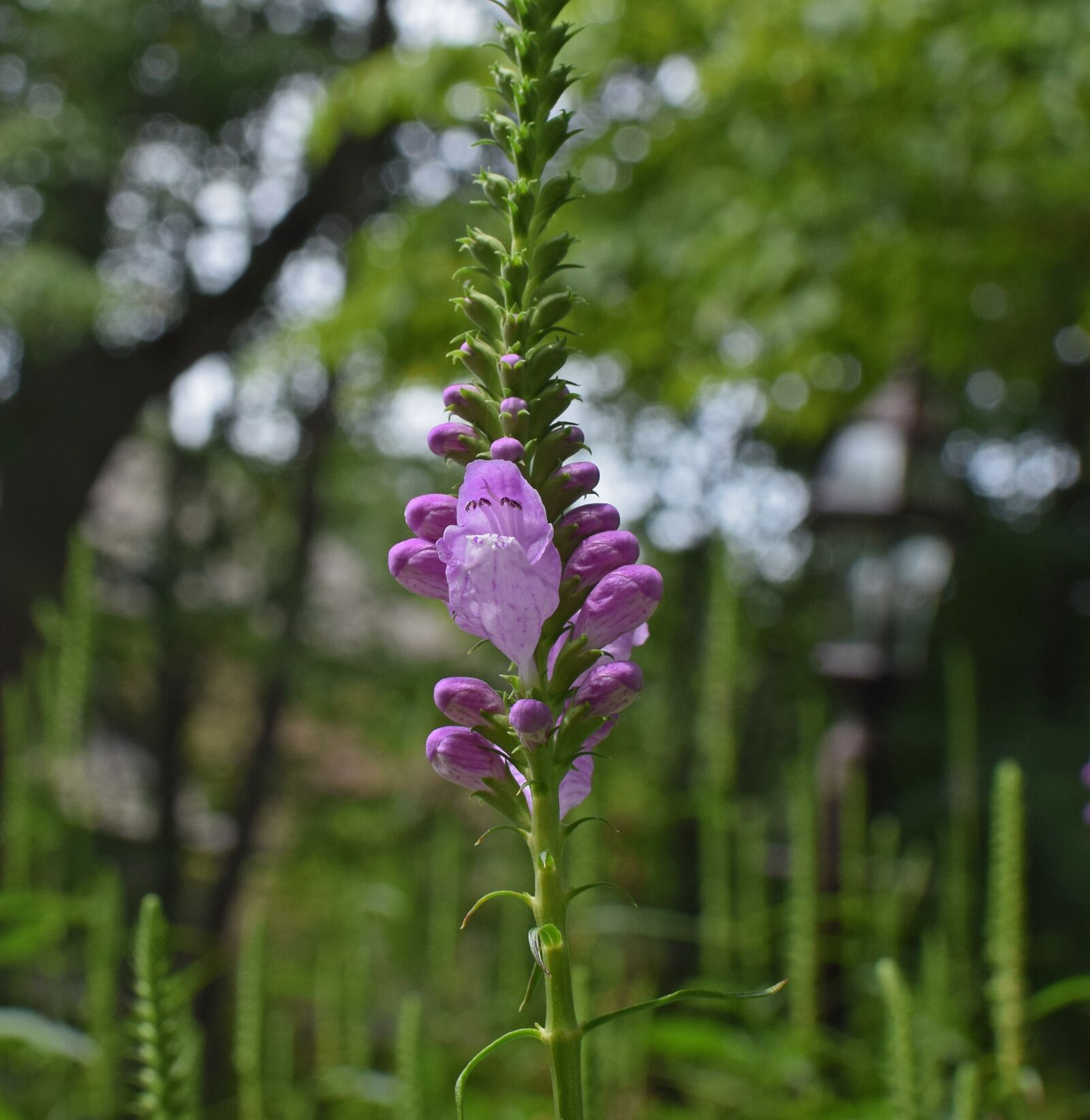 Nikon D3300 sample photo. False dragonhead, flower, blossom photography