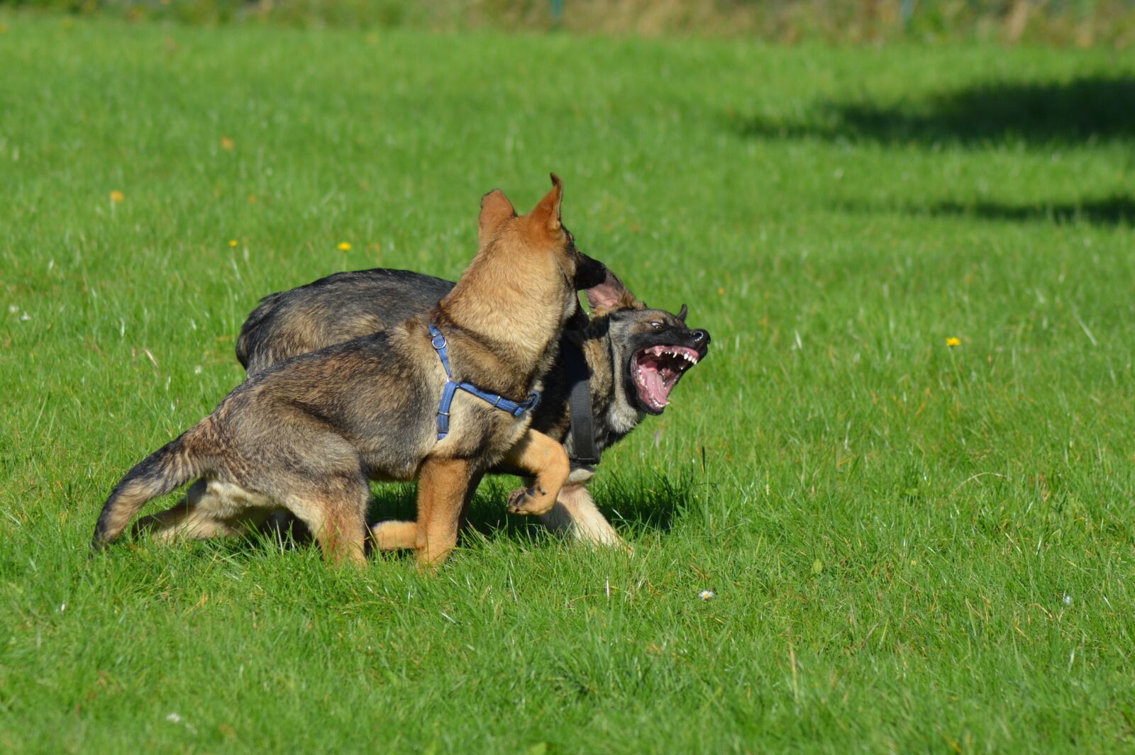 Nikon D5100 sample photo. Shepherd dogs, puppies, play photography