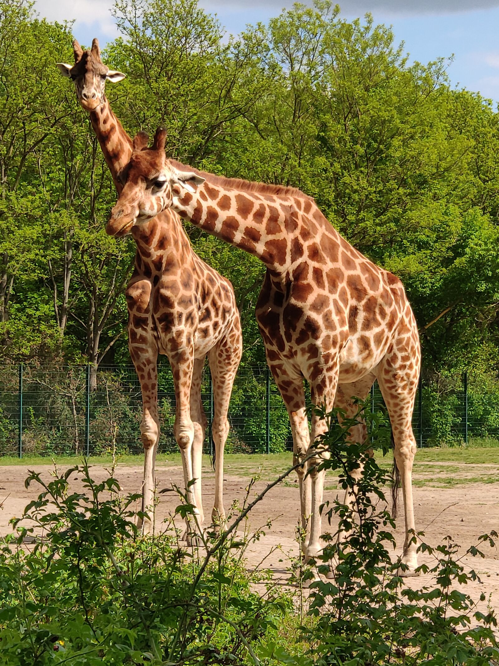 Xiaomi MI 8 sample photo. Giraffe, zoo, wild animal photography