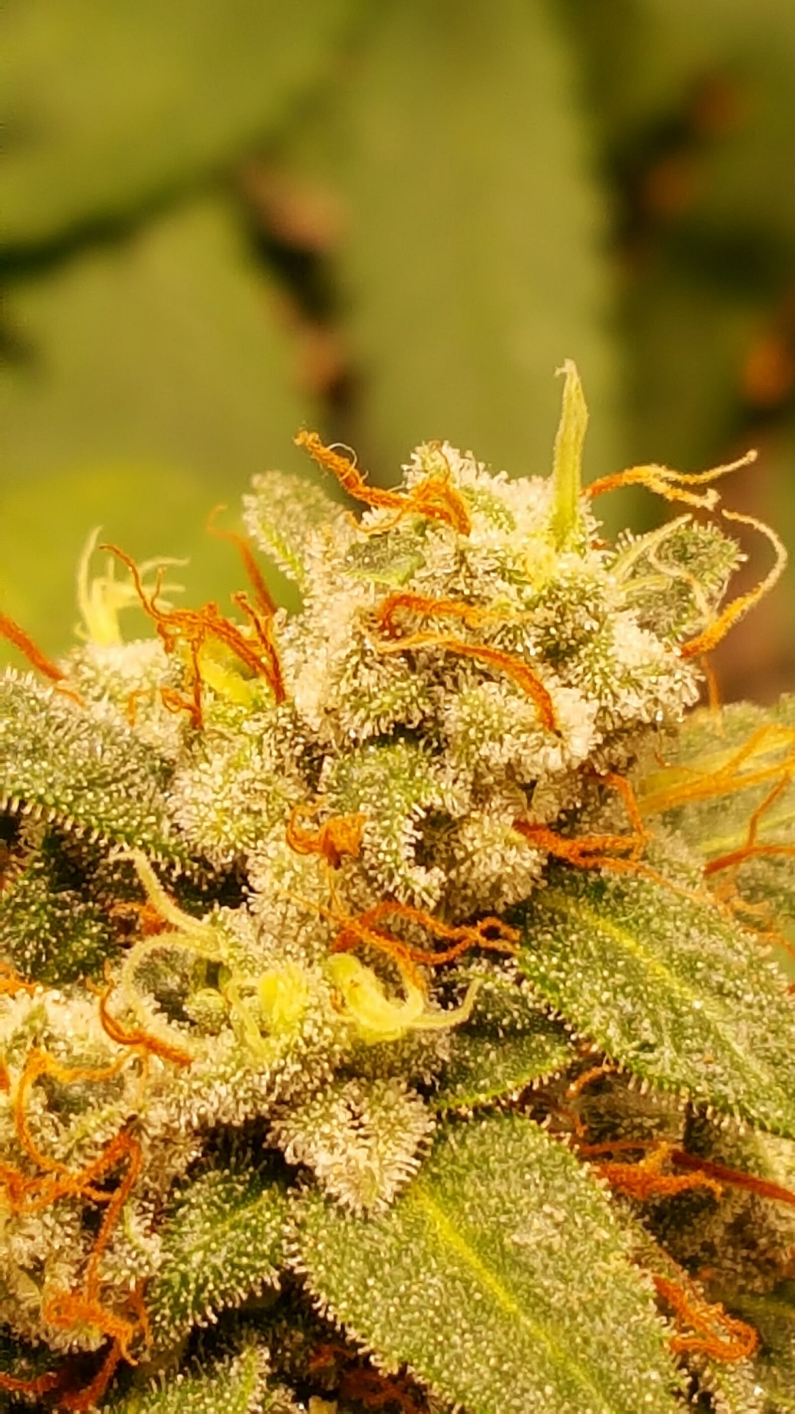 Samsung Galaxy Note5 sample photo. Cannabis, grow, marihuana photography