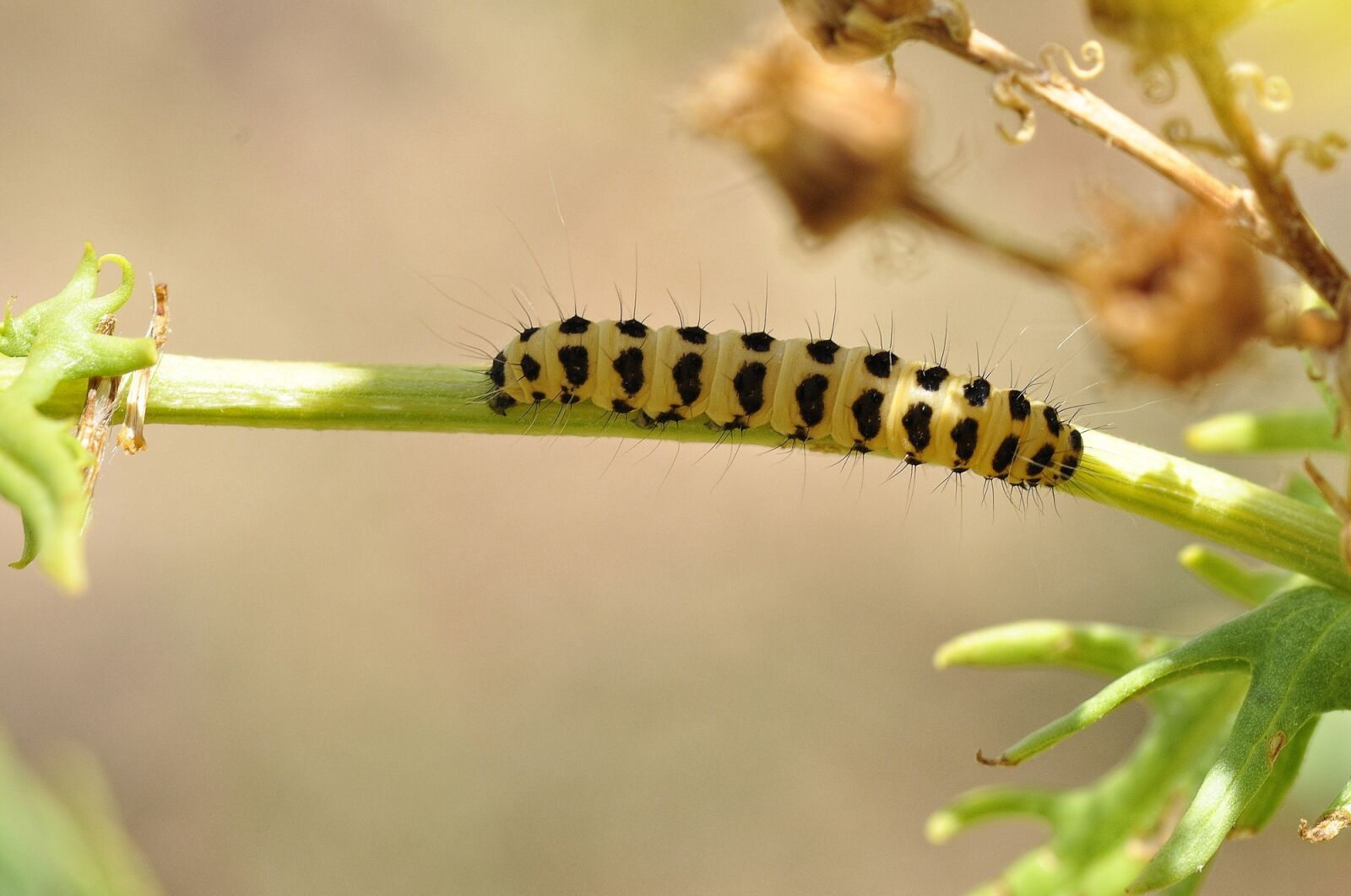 Nikon D5000 sample photo. Caterpillar, insect, bug photography