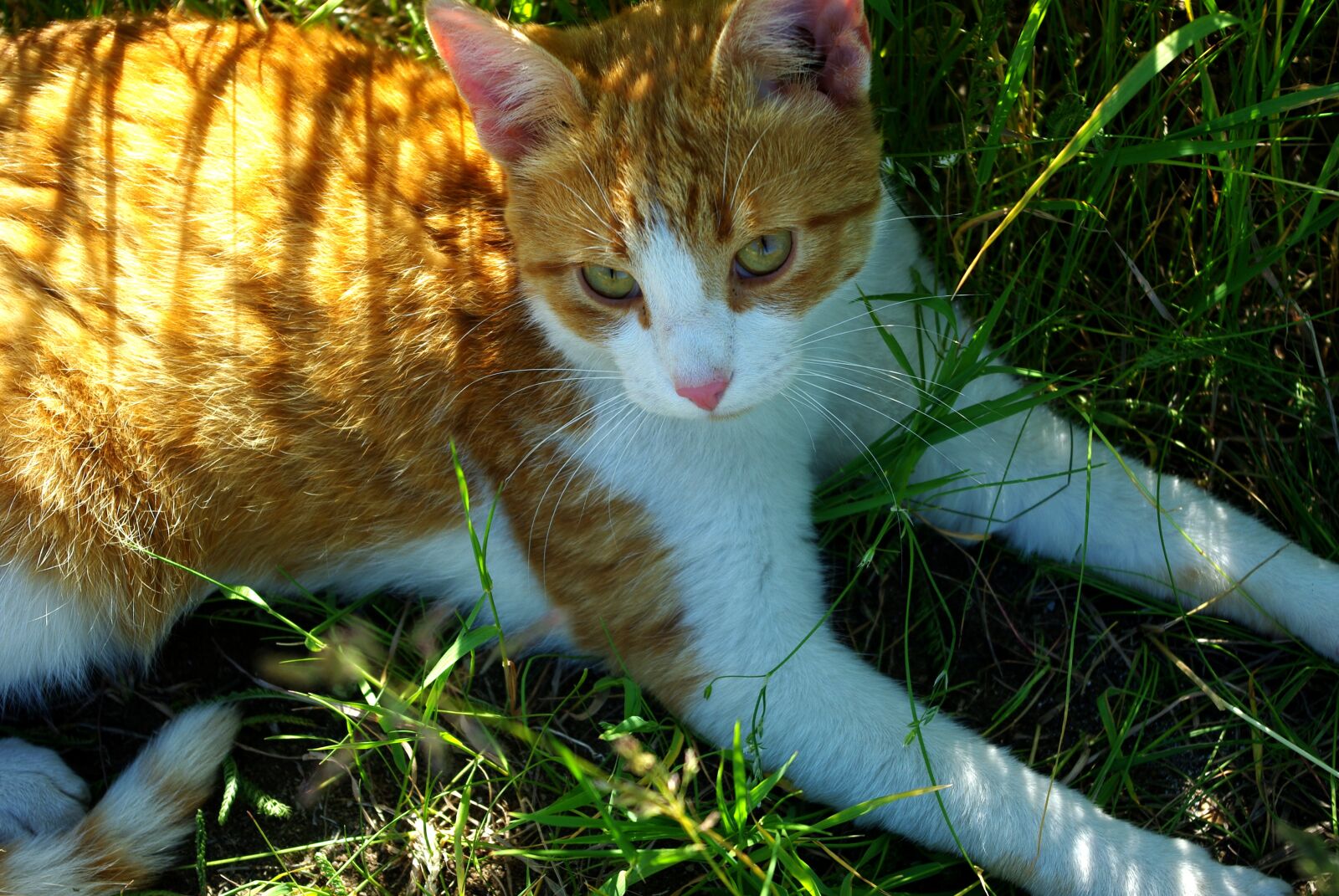 Pentax K200D sample photo. Cat, red-headed cat, grass photography