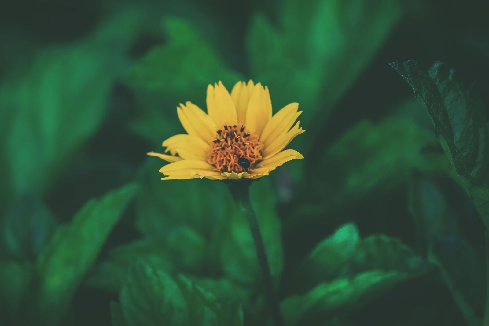 Canon EOS 1300D (EOS Rebel T6 / EOS Kiss X80) sample photo. Common daisy flower, daisy photography