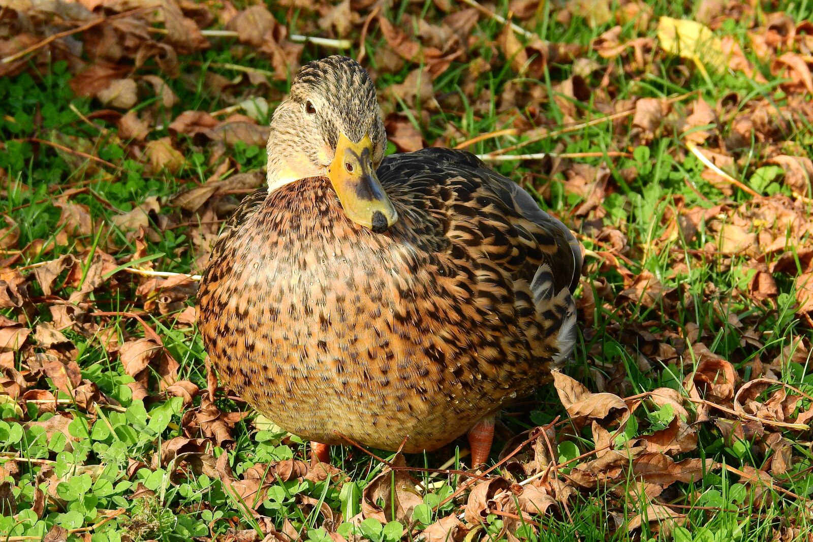 Nikon Coolpix P900 sample photo. Duck, autumn, nature photography
