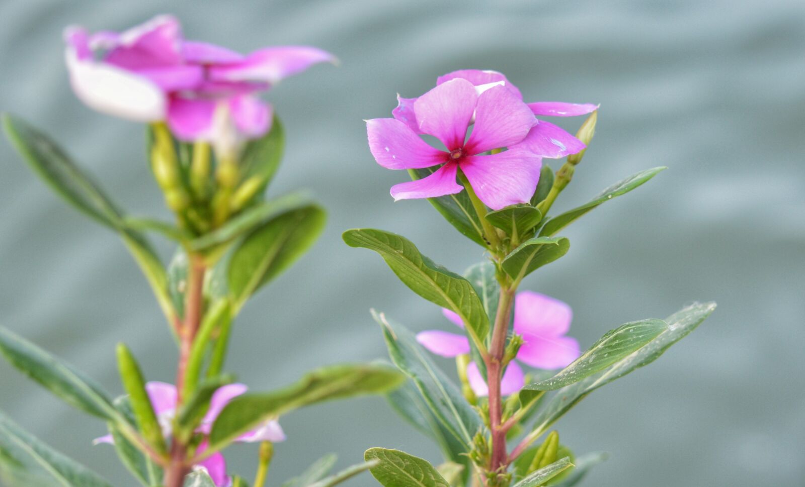 Nikon D3200 sample photo. Flowers, iraq, beach photography