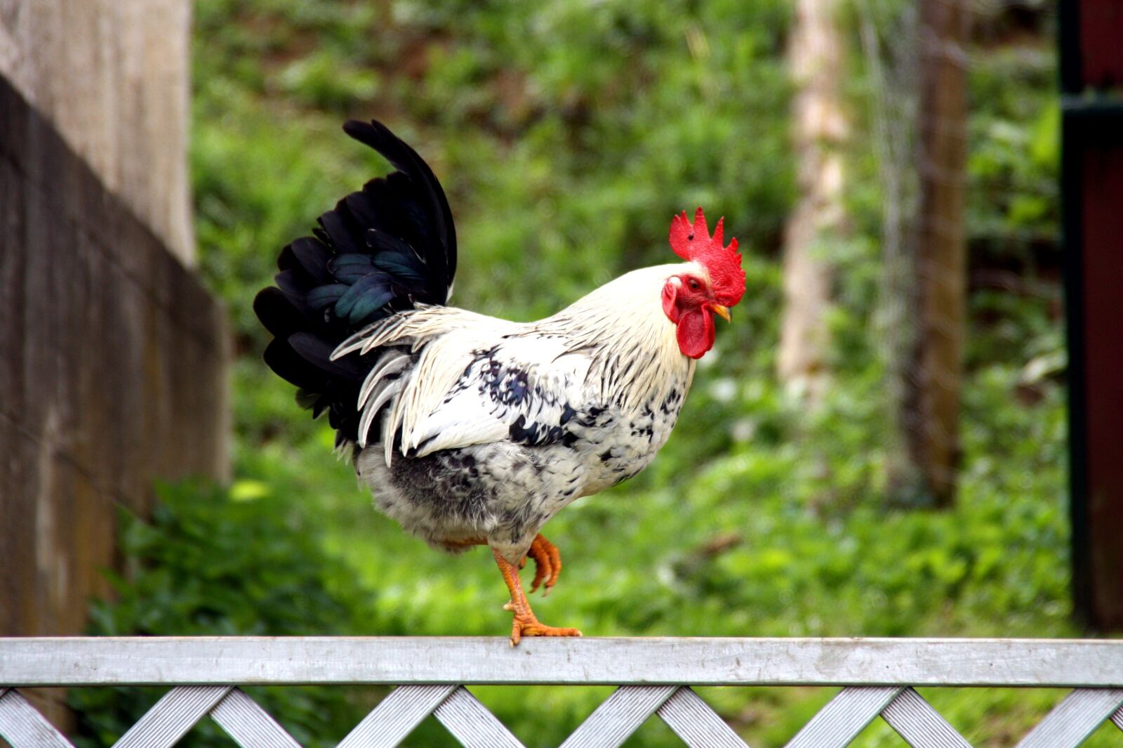Canon EOS 450D (EOS Rebel XSi / EOS Kiss X2) sample photo. Hahn, farm, poultry photography