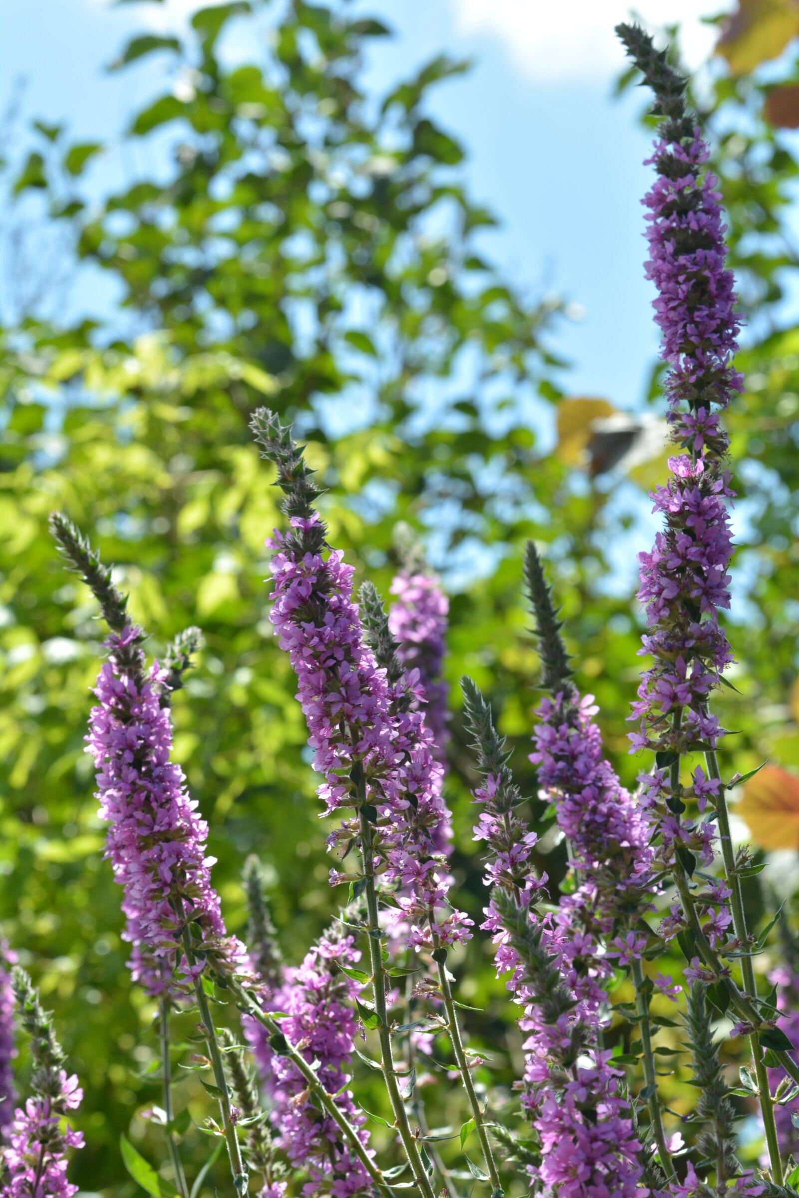 Nikon D7100 sample photo. Summer, water plant, background photography