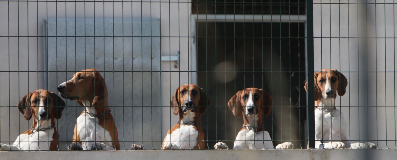 Canon EOS 5D Mark II sample photo. Dog, mammal, canine photography