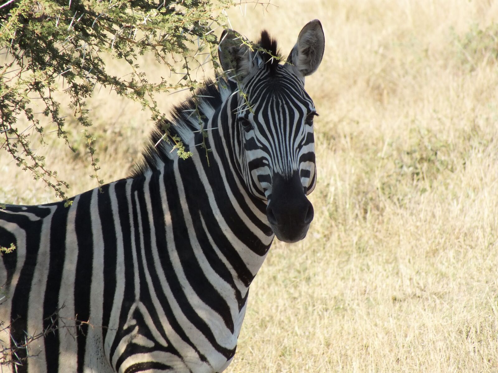 Fujifilm FinePix HS30EXR sample photo. Zebra, wildlife, safari photography