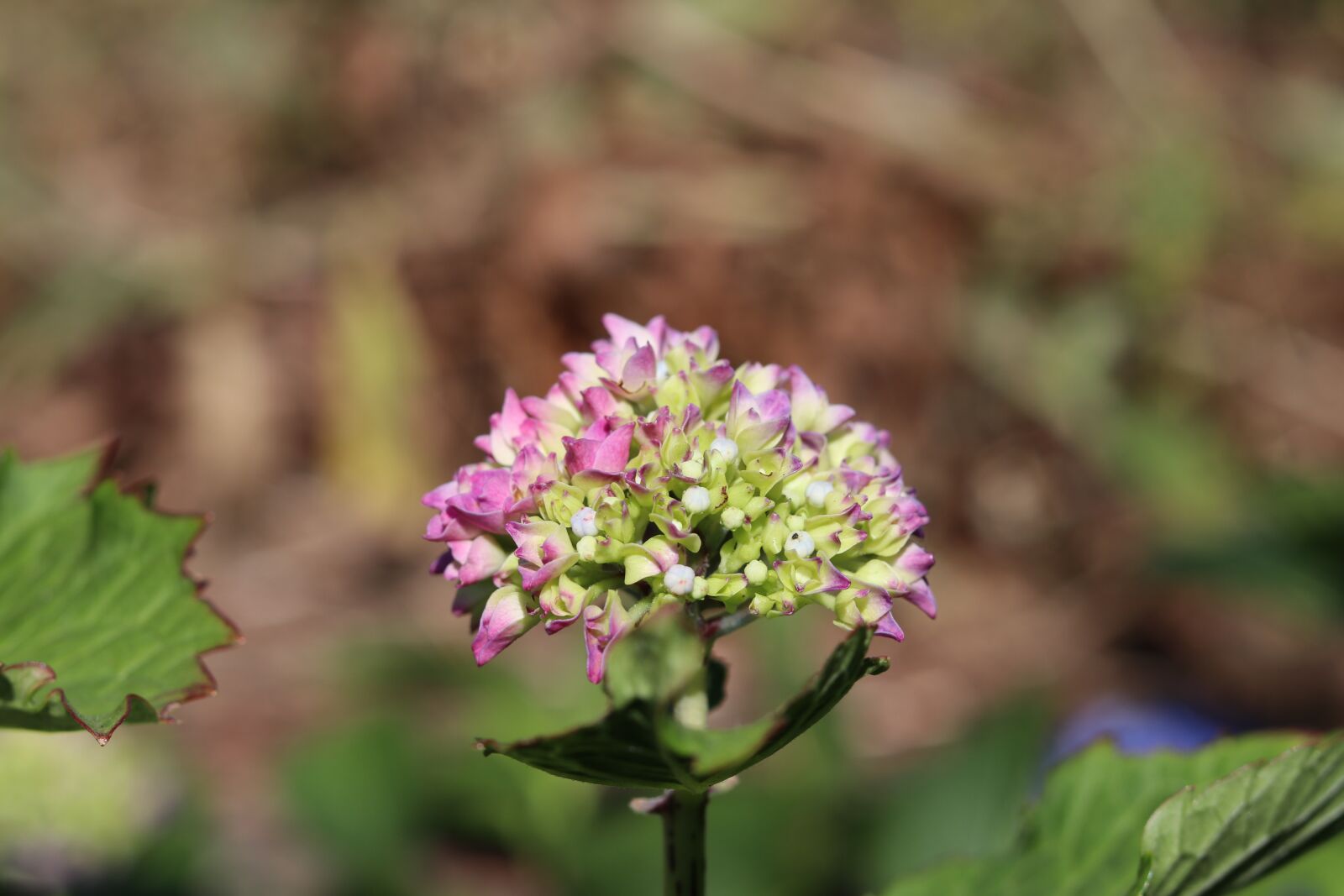 Canon EOS 80D sample photo. Flower, nature, blossom photography