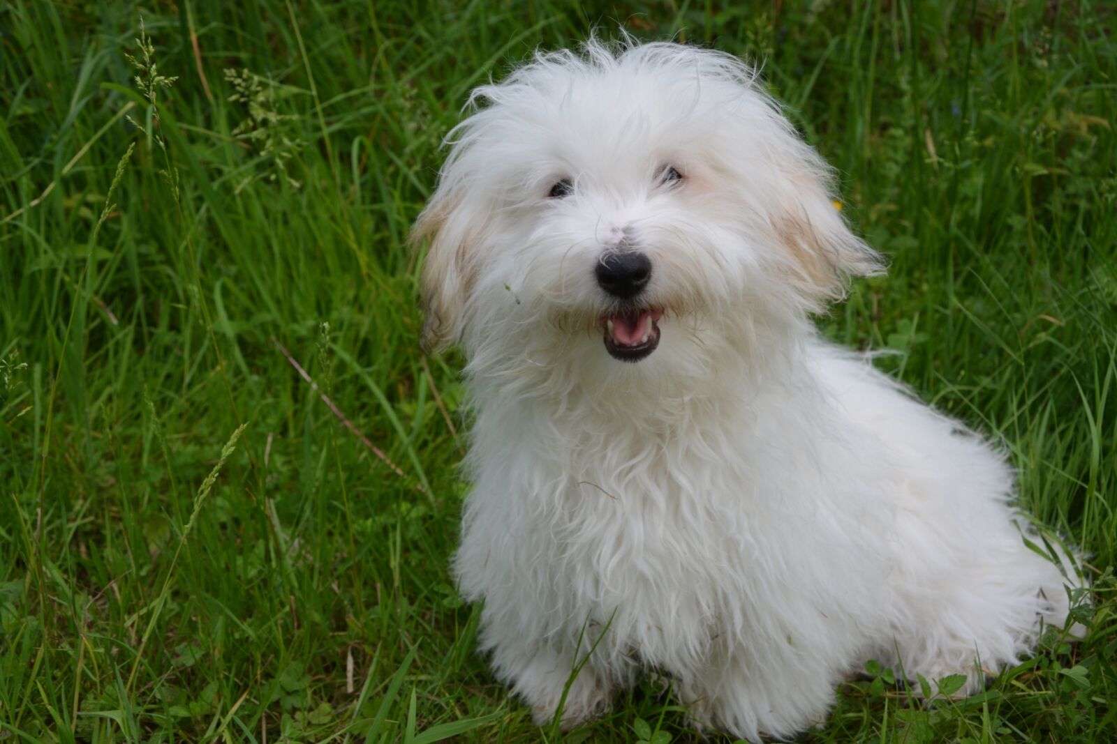 Nikon D5200 sample photo. Coton de tulear, dog photography