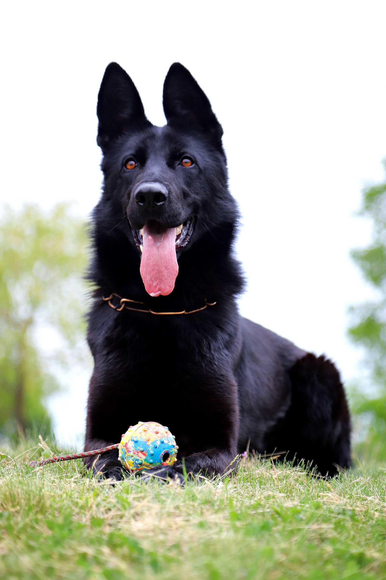 Canon EOS 6D Mark II sample photo. Black, dog, german shepherd photography