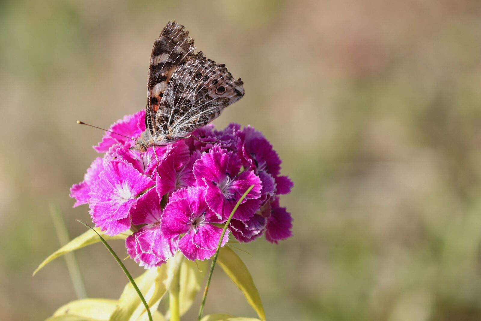 Canon EOS 200D (EOS Rebel SL2 / EOS Kiss X9) sample photo. Vanessa cardui, butterfly, nature photography