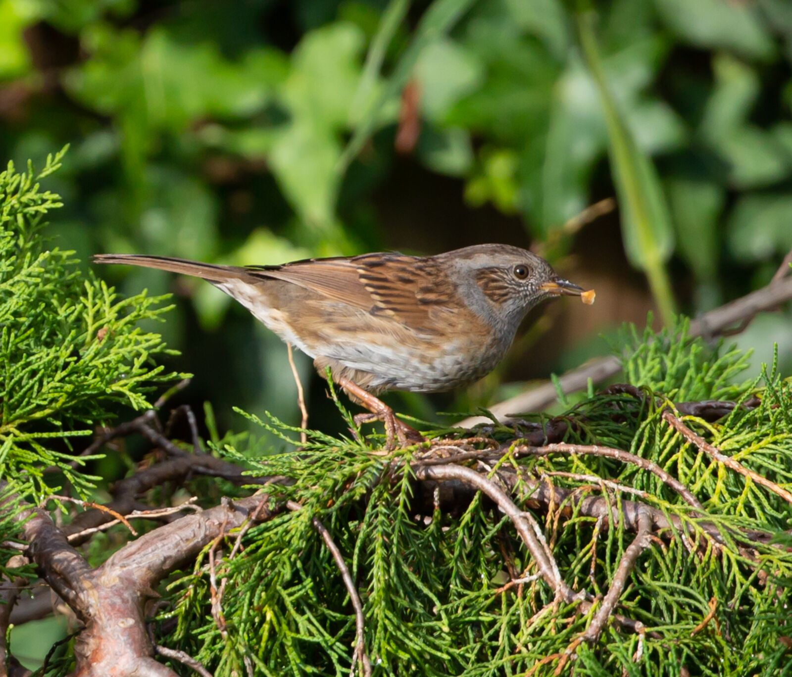 Canon EF 100-400mm F4.5-5.6L IS II USM sample photo. Dunnock on a branch photography