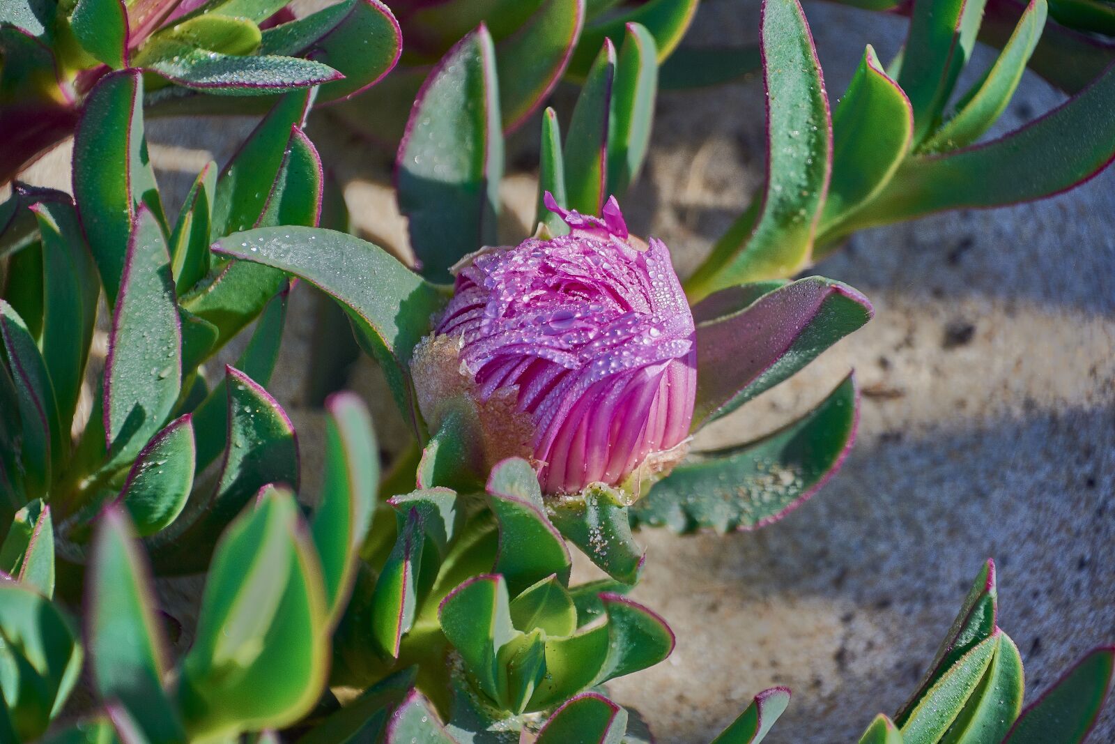 Nikon D7200 sample photo. Flower, rocio, flora photography