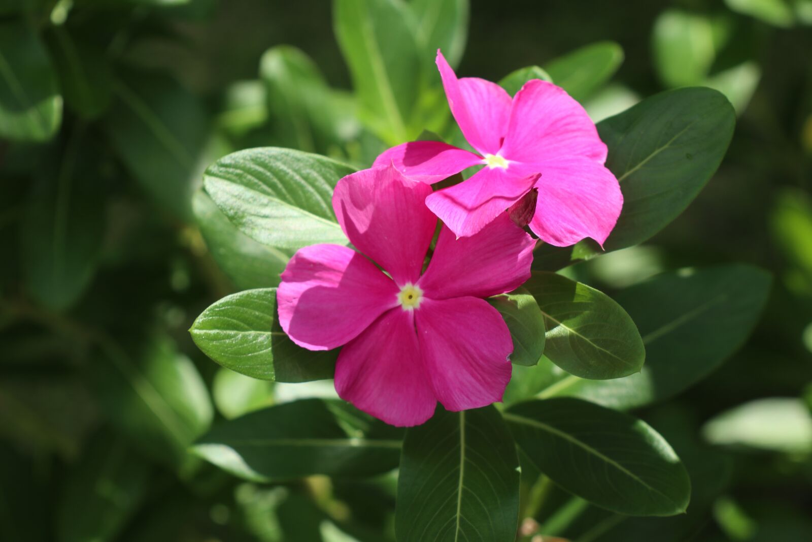 Canon EF-M 18-150mm F3.5-6.3 IS STM sample photo. Couple of flowers, beautiful photography