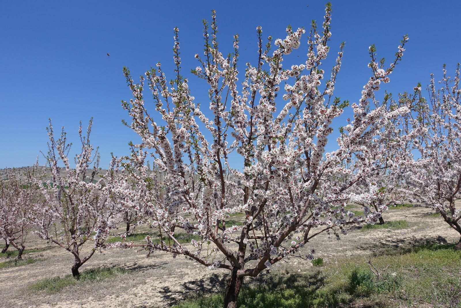 Sony Cyber-shot DSC-RX100 III sample photo. Almond, tree, flowers photography