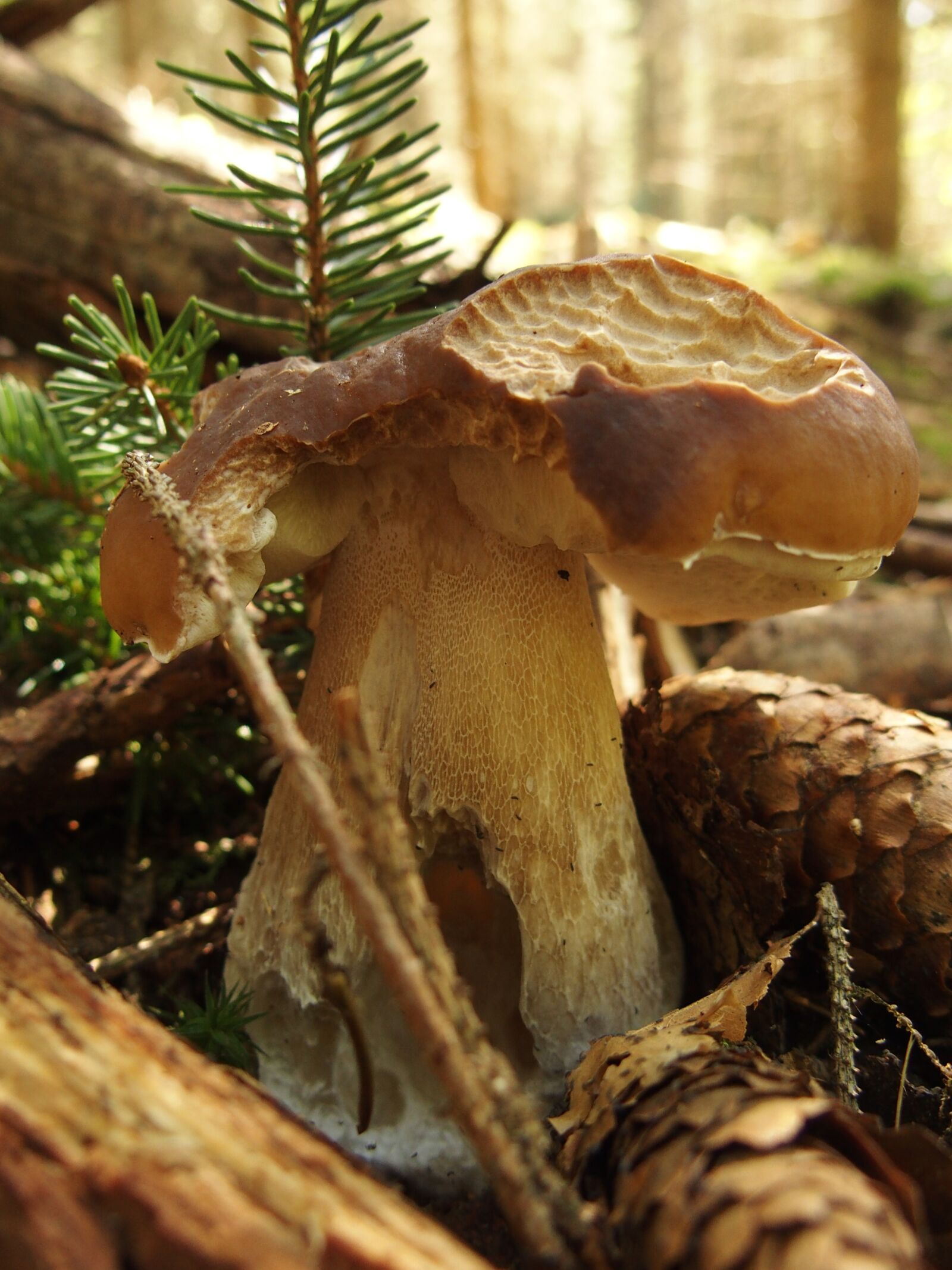 Olympus STYLUS1 sample photo. Mushroom, forest, nature photography