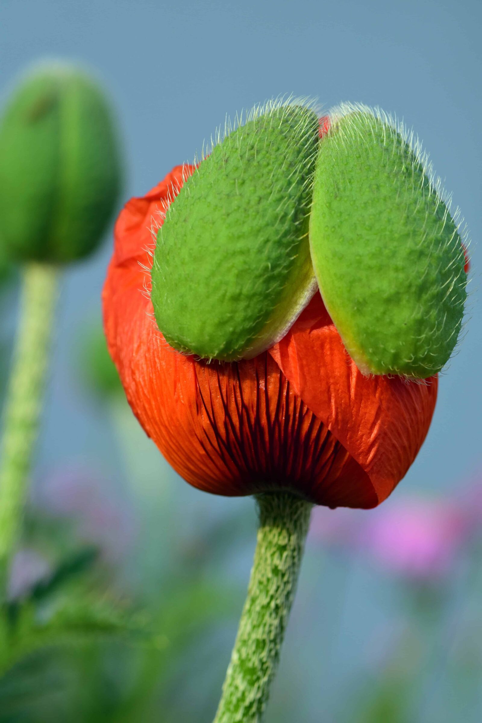Nikon D3300 sample photo. Nature, plant, herb, flower photography