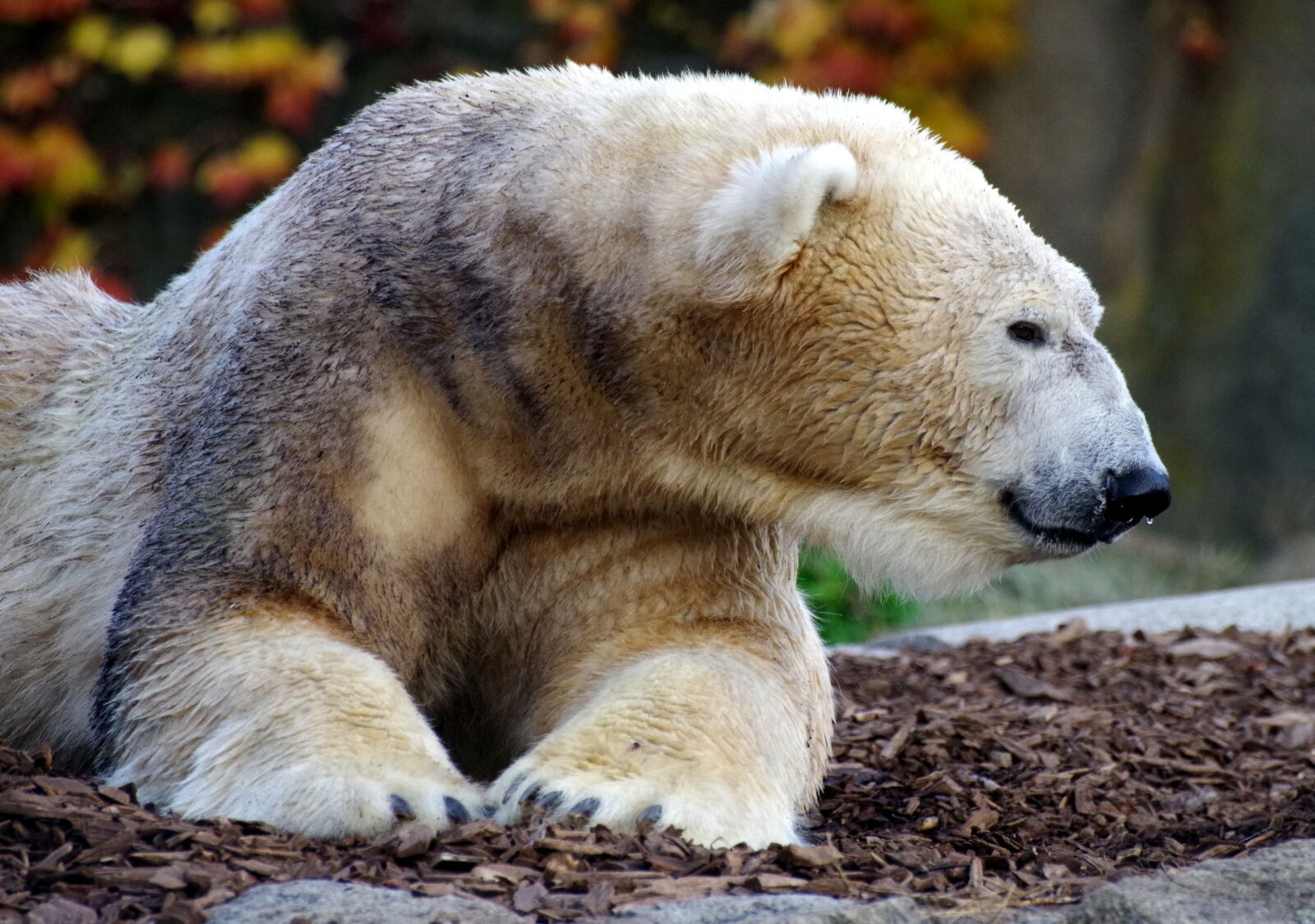Pentax K-30 sample photo. Polar bear, zoo, predator photography