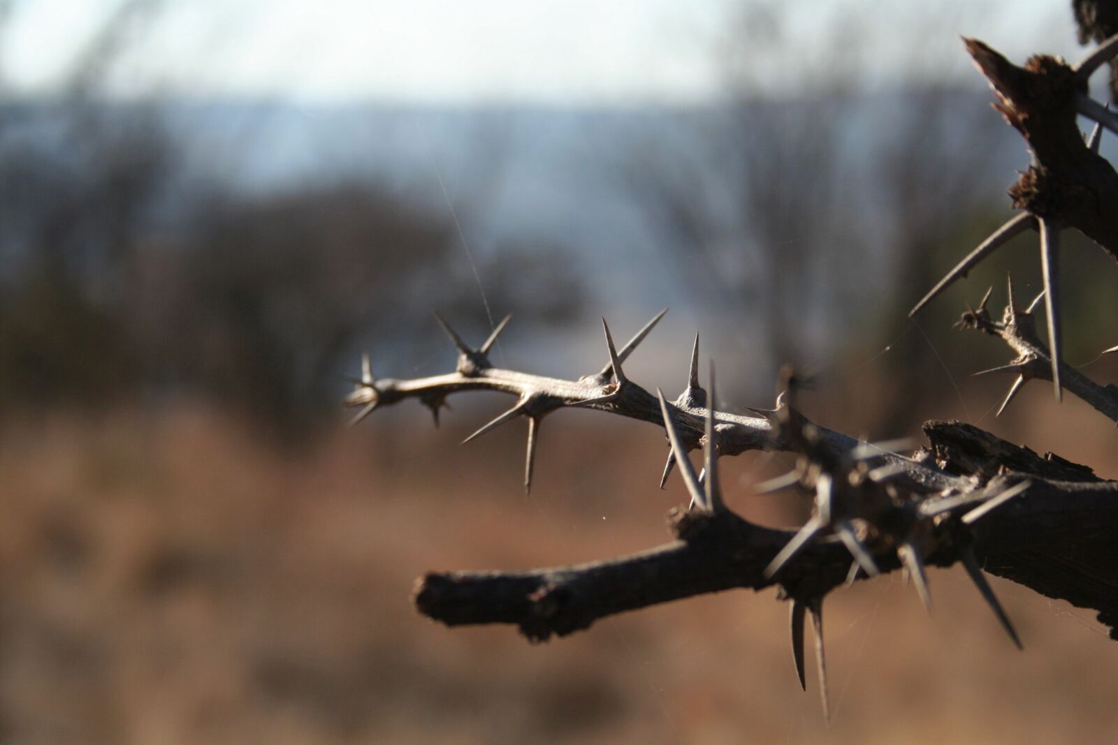 Canon EOS 350D (EOS Digital Rebel XT / EOS Kiss Digital N) sample photo. Thorn tree, dry, winter photography