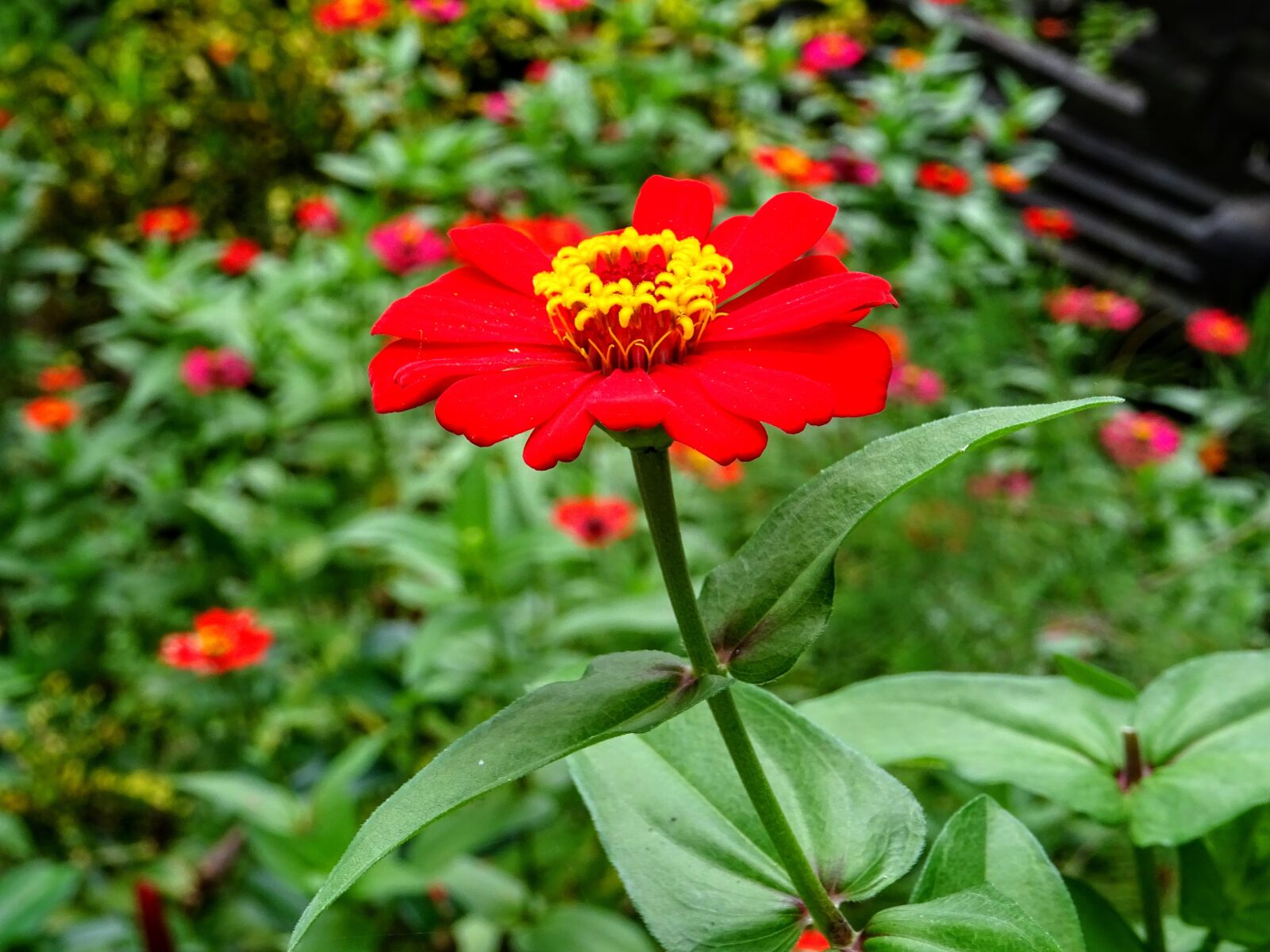 Sony DSC-HX60 sample photo. Flower, red, plant photography